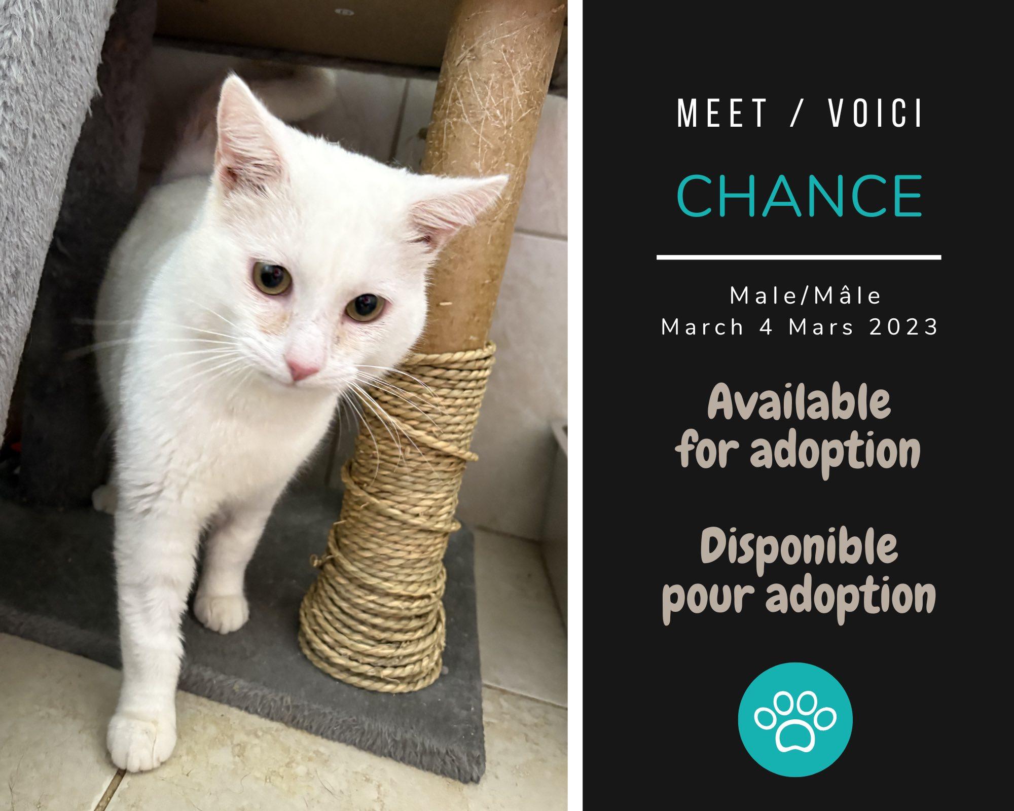 Chance, adopted, Adult Male Domestic Short Hair.