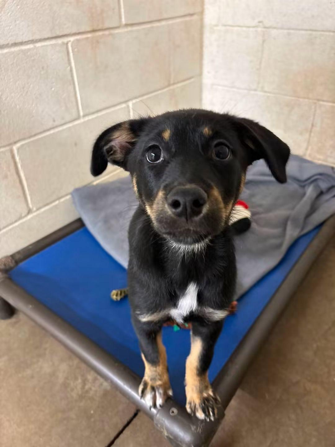 Cocoa, Adoptable, Puppy Female Mixed Breed.