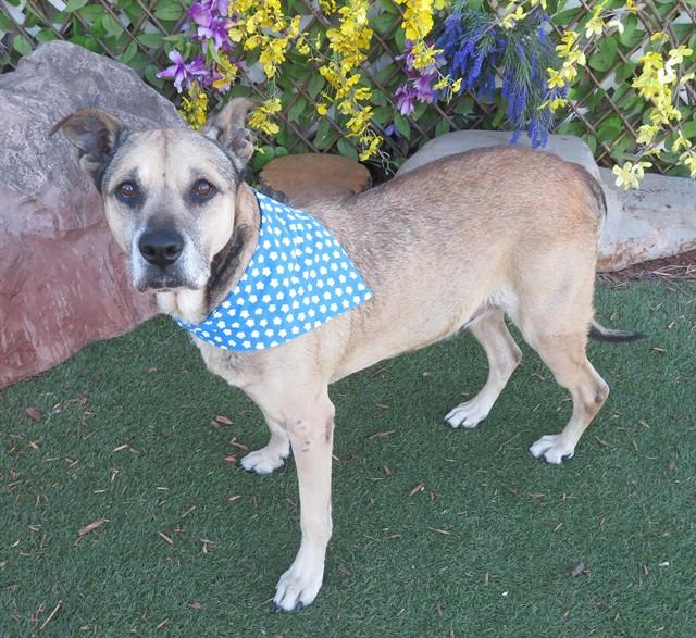 Enlarge CASH, a Adoptable mixed breed in Oklahoma City, OK image 1/1