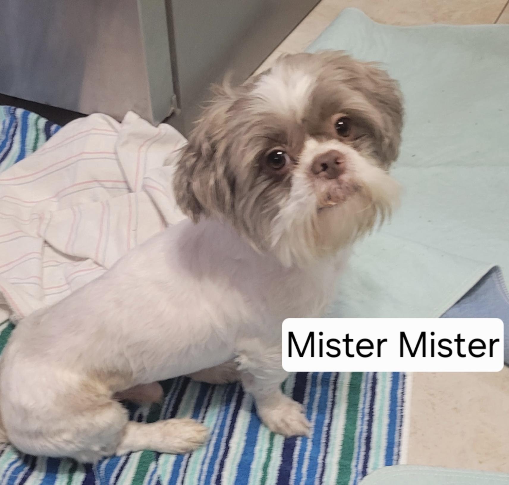 Mister Mister, ADOPTABLE, Adult Male Shih Tzu.