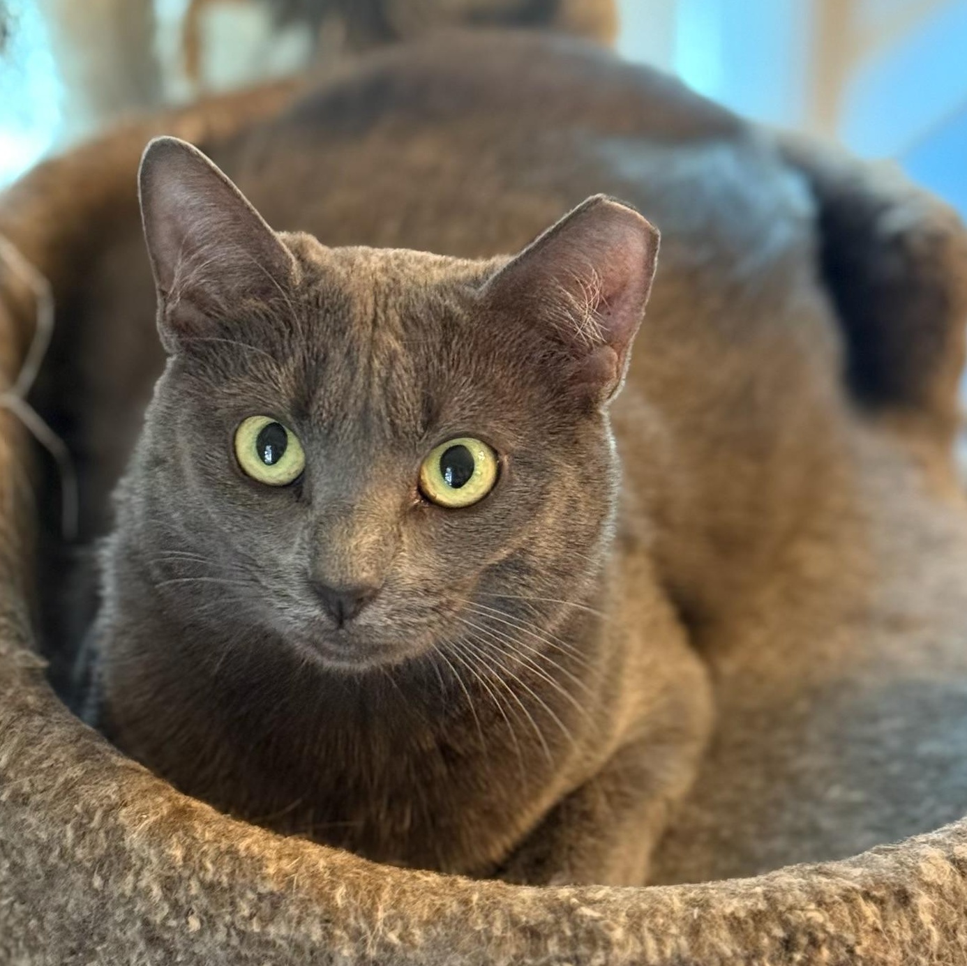 Smokey, ADOPTABLE, Adult Female American Shorthair & Russian Blue.