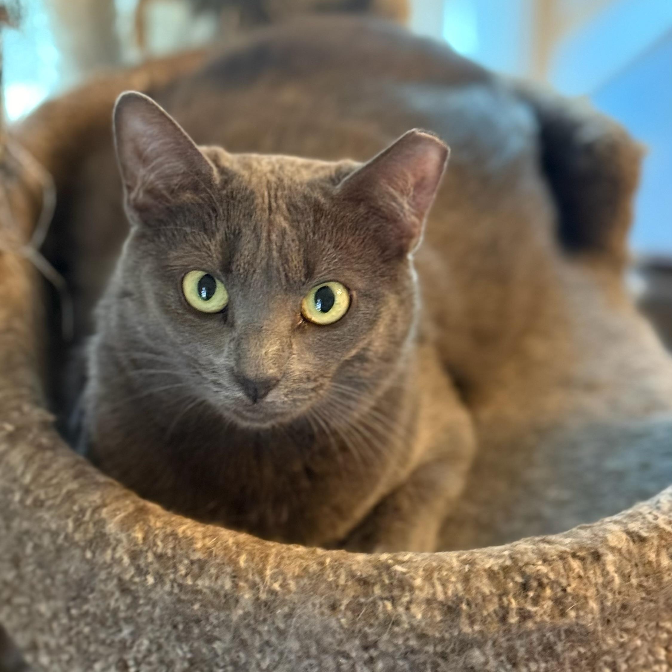 Enlarge Smokey, a ADOPTABLE mixed breed in New Haven, CT image 2/3