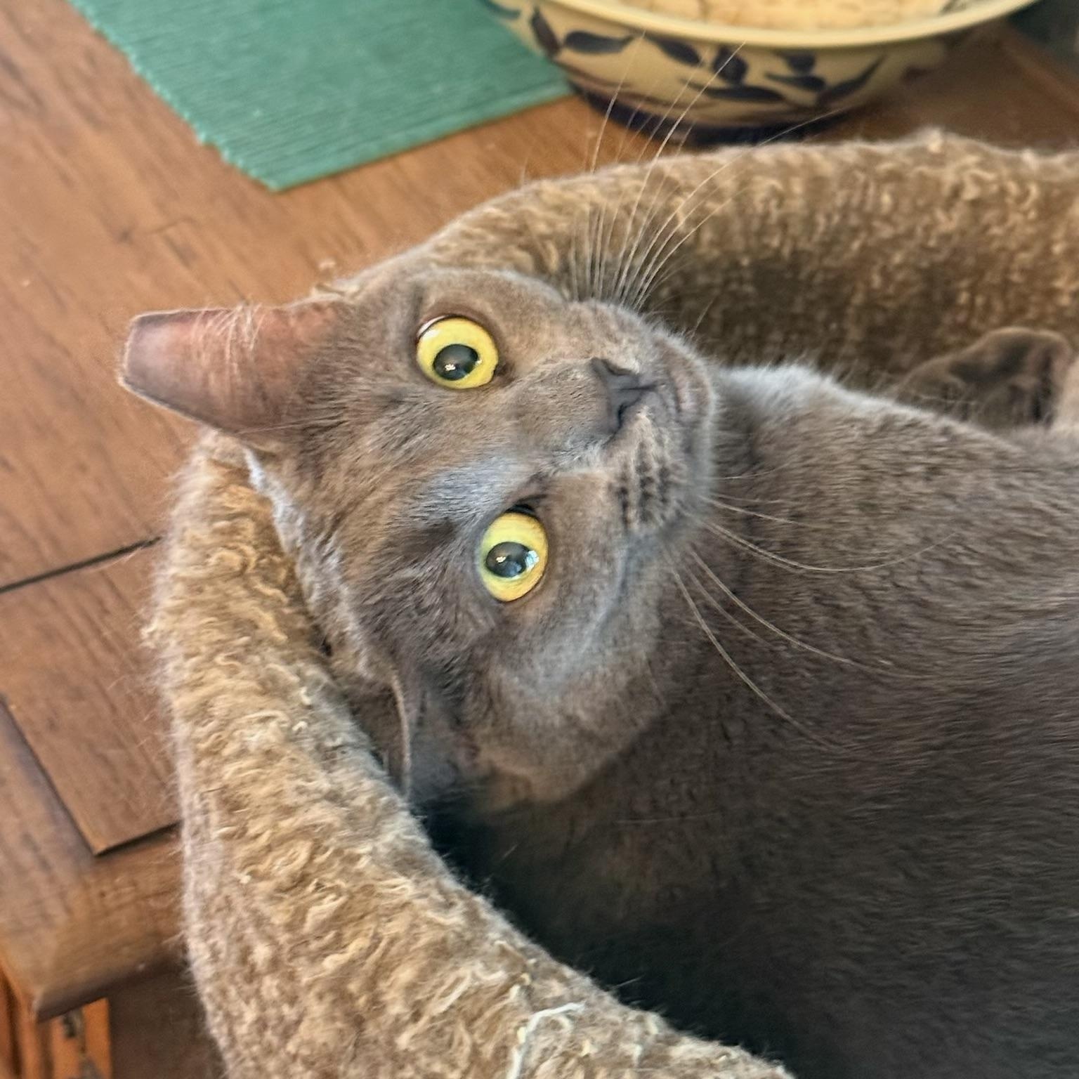 Enlarge Smokey, a ADOPTABLE mixed breed in New Haven, CT image 3/3