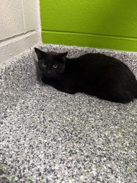 Medusa, an adopted Domestic Short Hair in Jackson, MI image 4/4