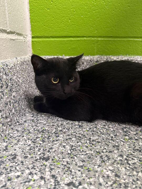 Medusa, an adopted Domestic Short Hair in Jackson, MI image 3/4