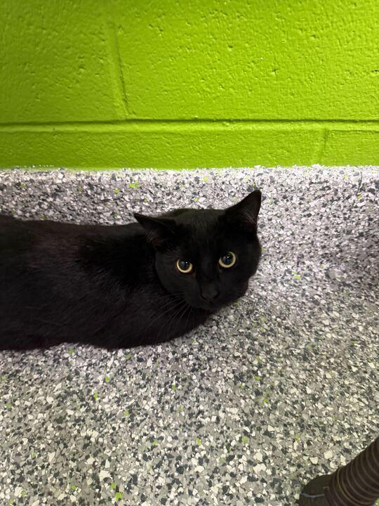 Medusa, an adopted Domestic Short Hair in Jackson, MI image 2/4