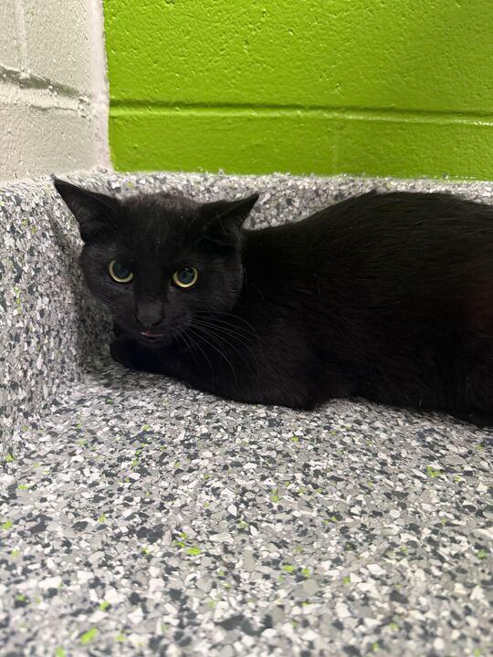 Medusa, an adopted Domestic Short Hair in Jackson, MI image 1/4