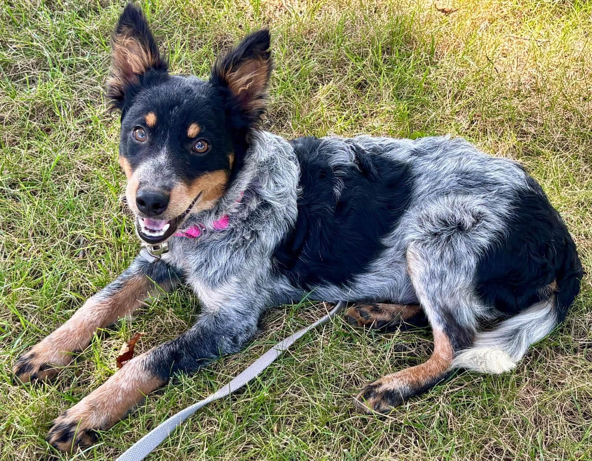 Enlarge Jolene, a Adopted mixed breed in Orland Park, IL image 5/6