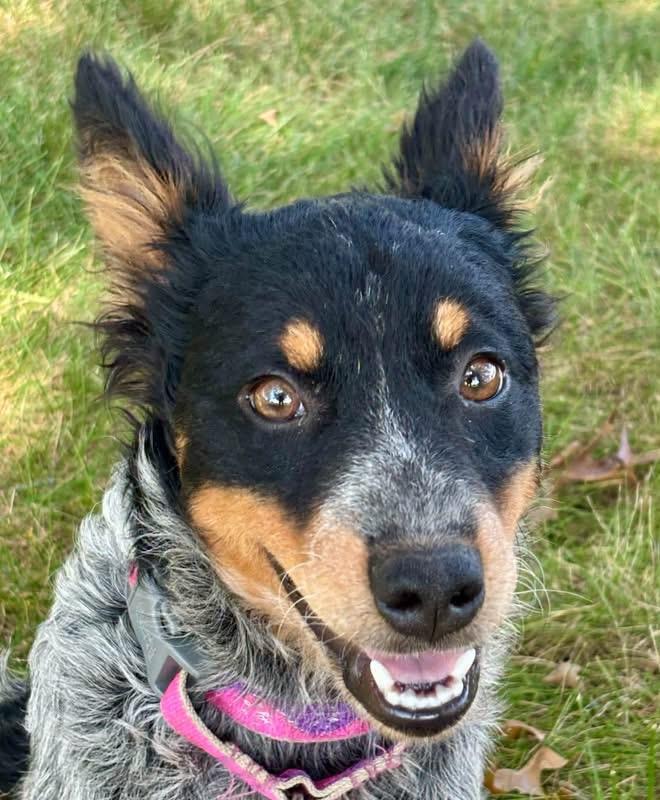 Enlarge Jolene, a Adopted mixed breed in Orland Park, IL image 2/6