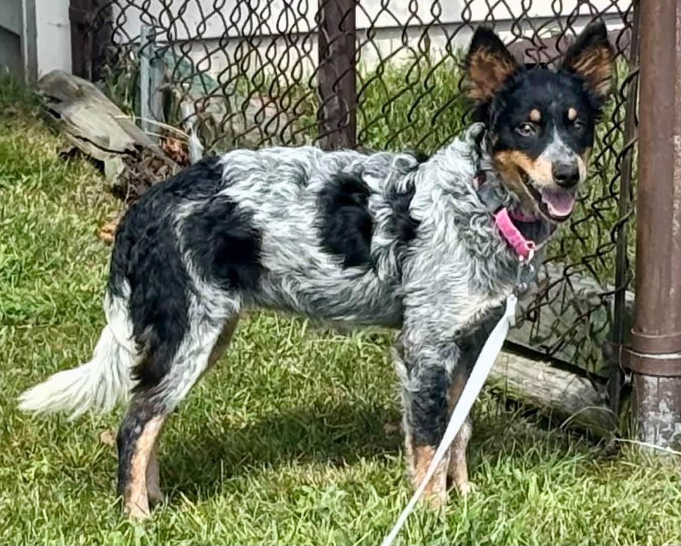 Enlarge Jolene, a Adopted mixed breed in Orland Park, IL image 3/6