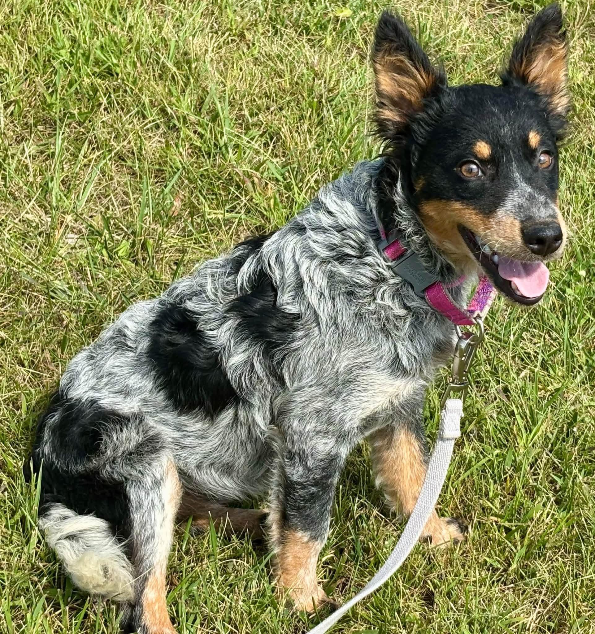 Enlarge Jolene, a Adopted mixed breed in Orland Park, IL image 4/6