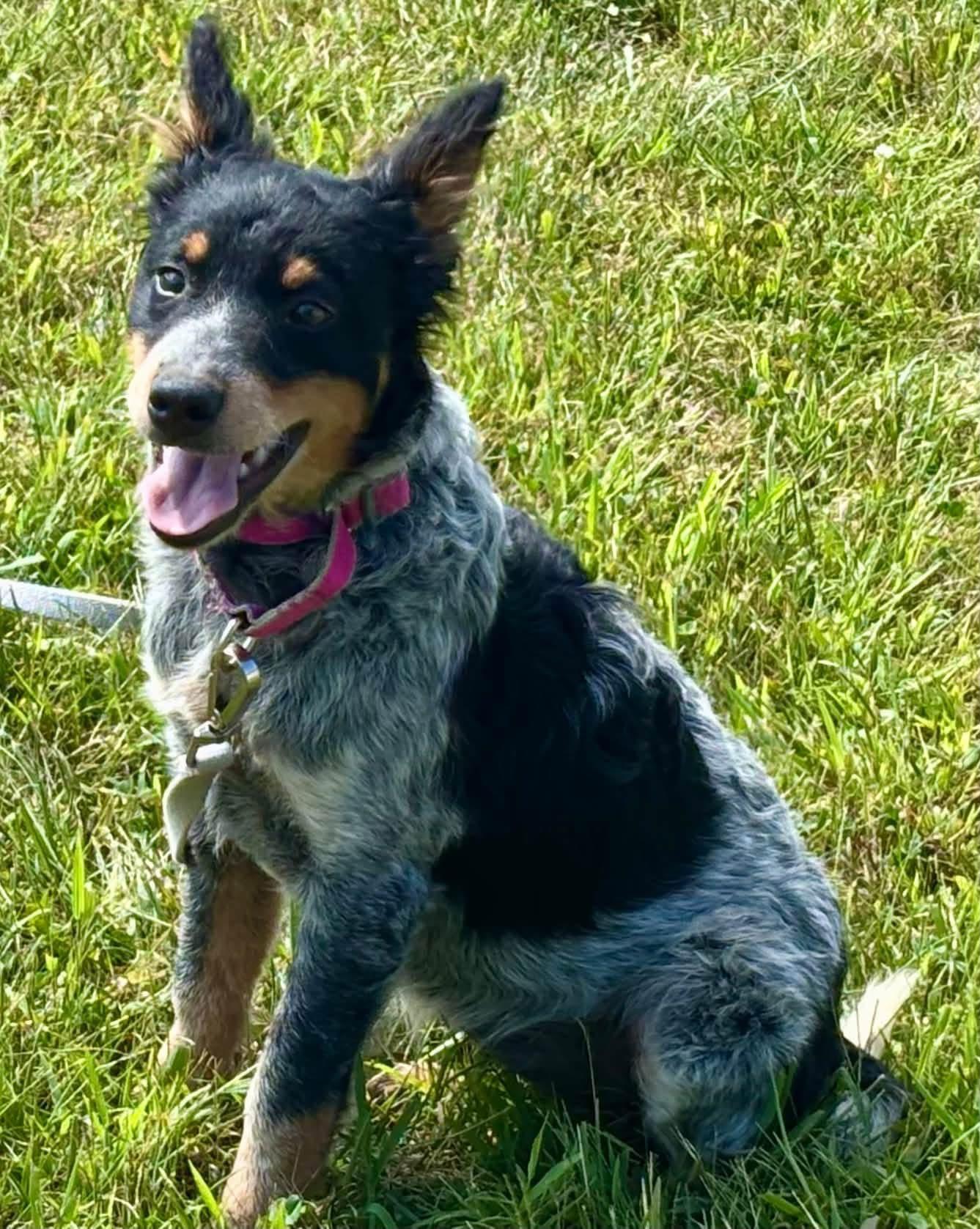 Enlarge Jolene, a Adopted mixed breed in Orland Park, IL image 6/6