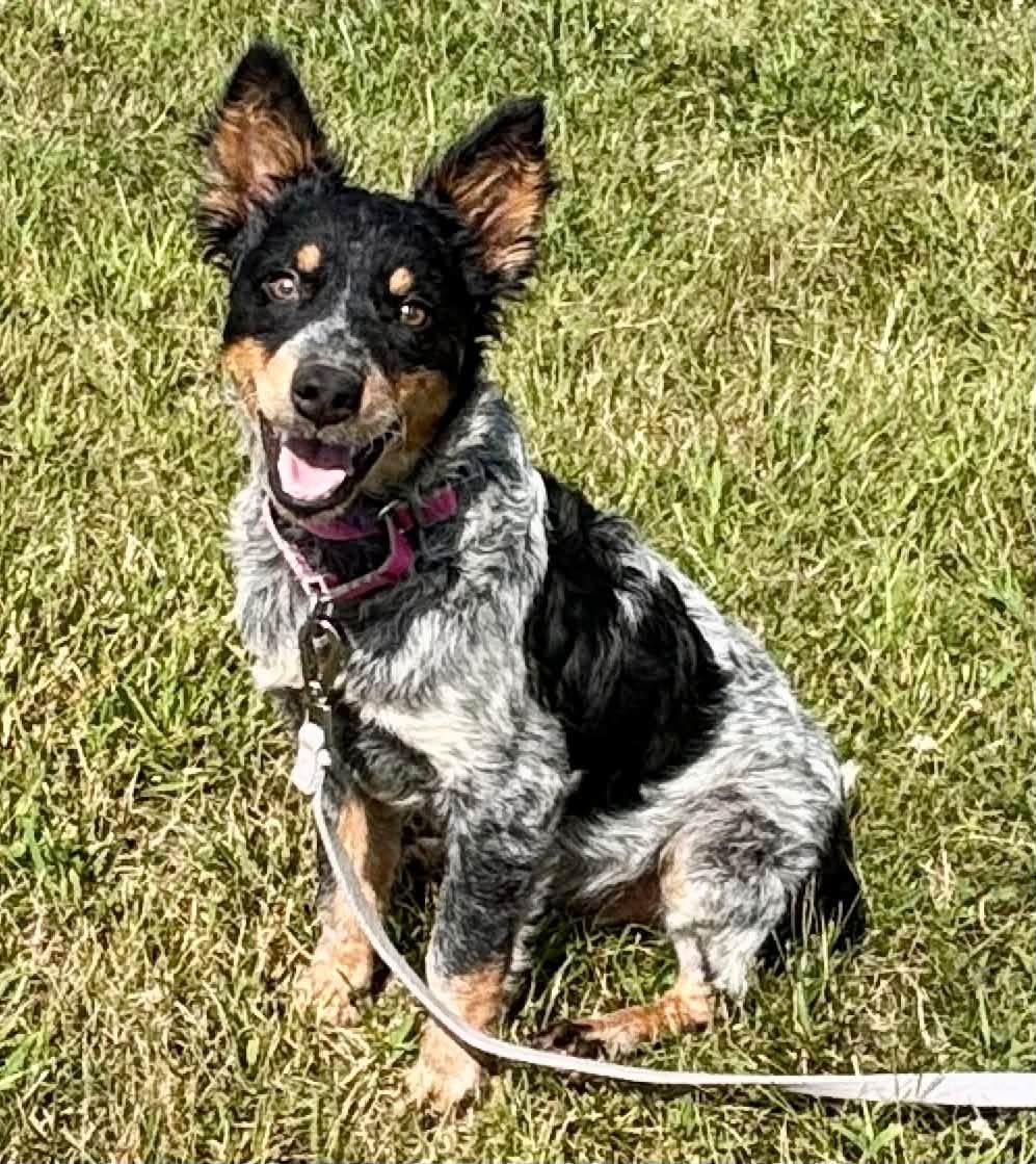 Jolene, Adopted, Puppy Female Australian Cattle Dog / Blue Heeler & Border Collie.