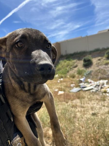 Iris, Adoptable, Puppy Female Shepherd.
