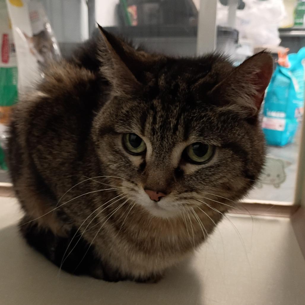 mimi, Adoptable, Senior Female Domestic Short Hair.