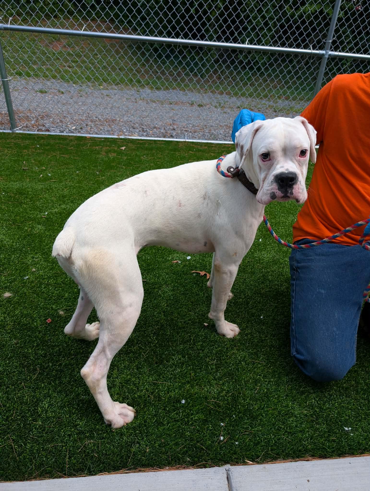Sullivan, adopted, Young Male Boxer.