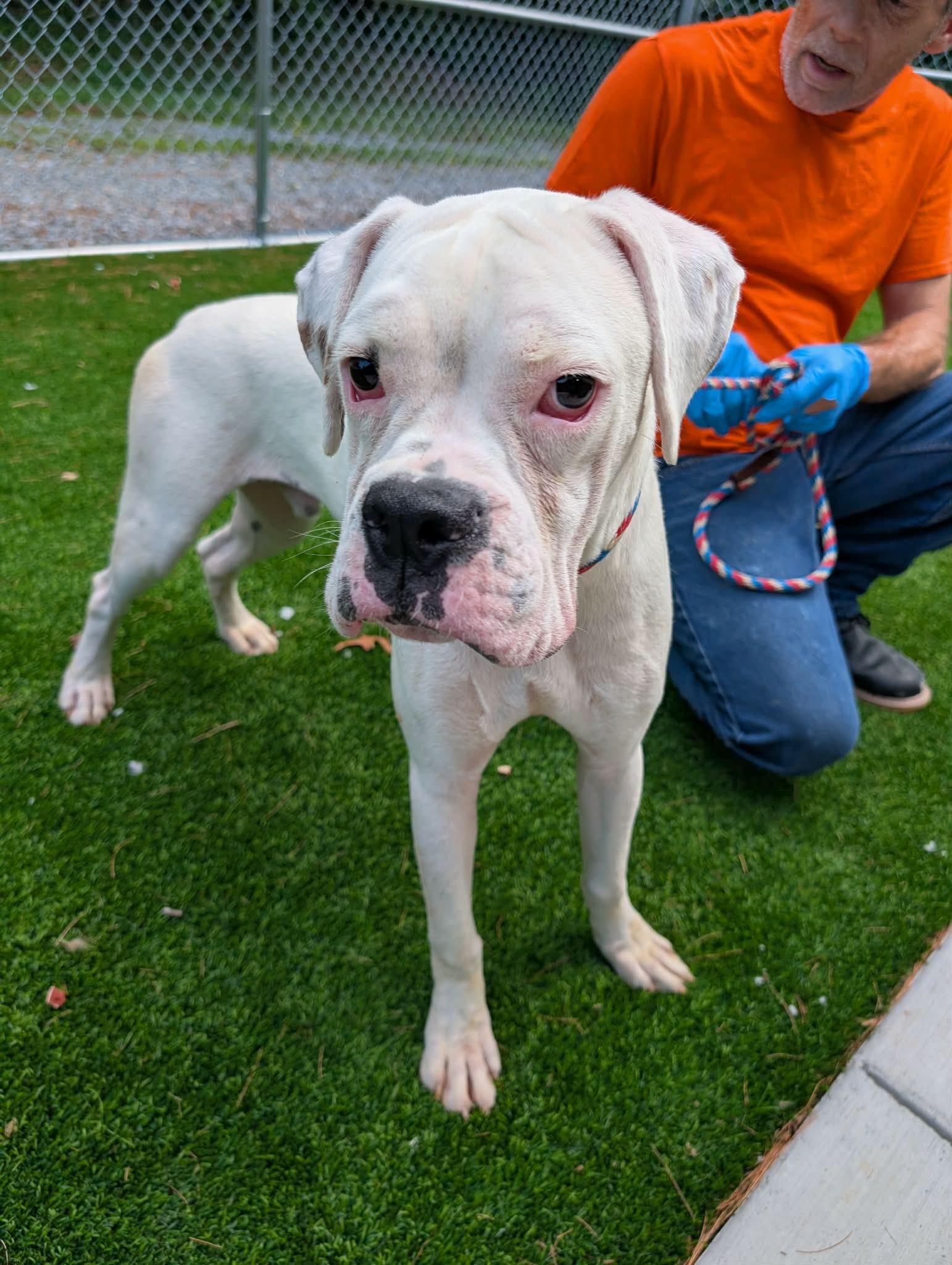 Sullivan, an adopted Boxer in Middlesex, NJ image 2/3