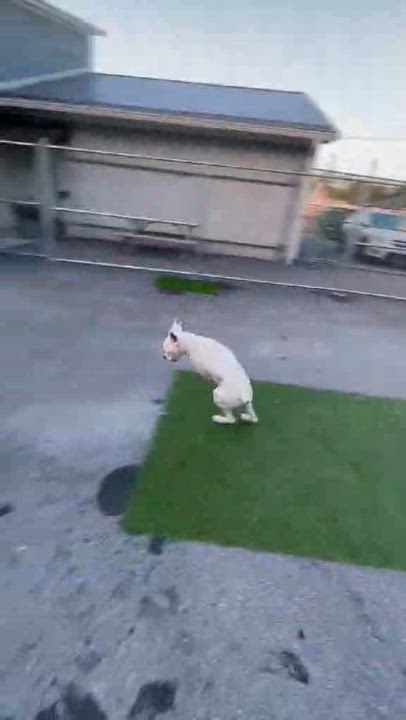 Enlarge Sullivan, an adopted Boxer in Middlesex, NJ video 3/3