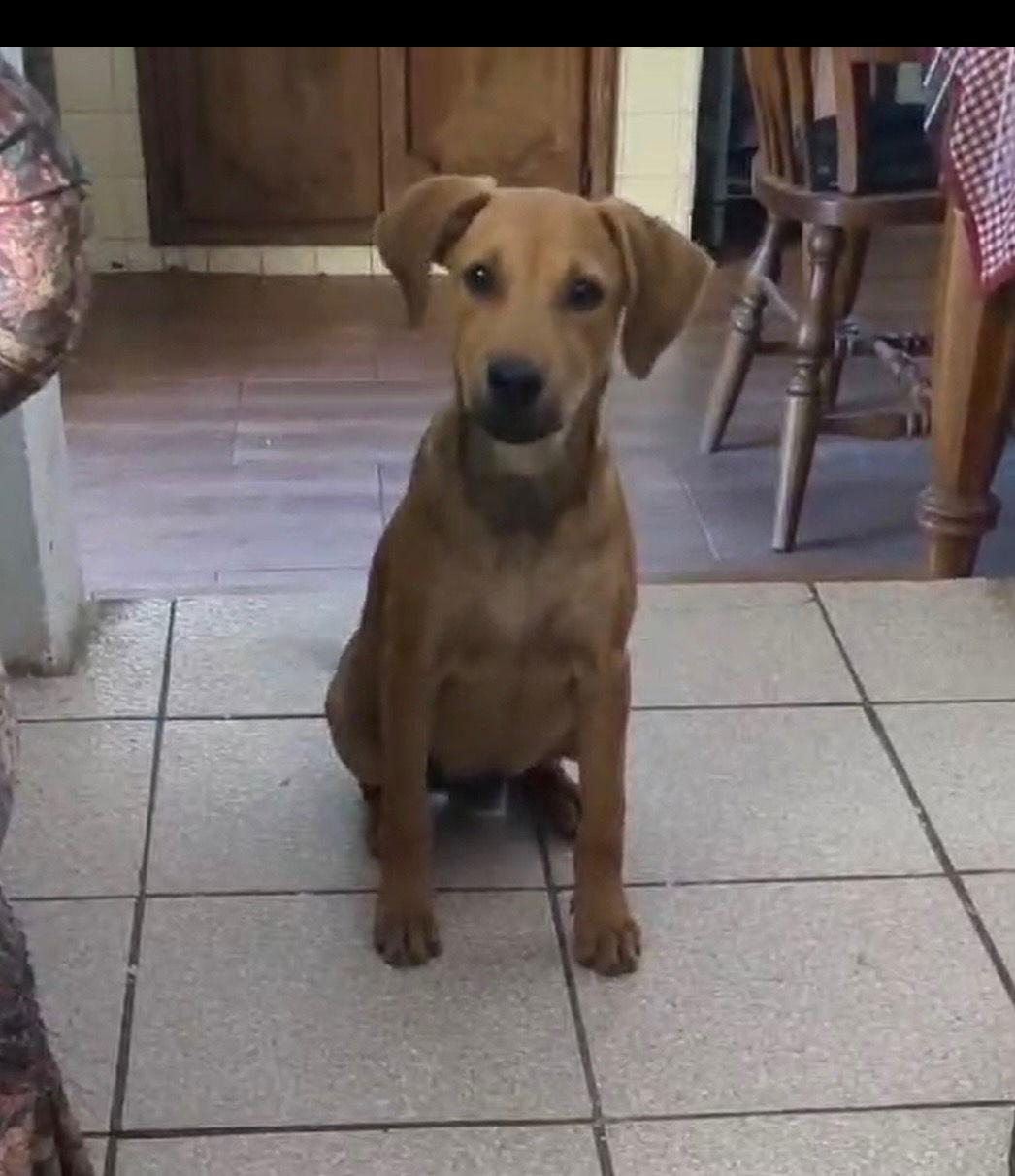 Enlarge Billy, a Adopted Labrador Retriever in San Diego, CA image 1/3