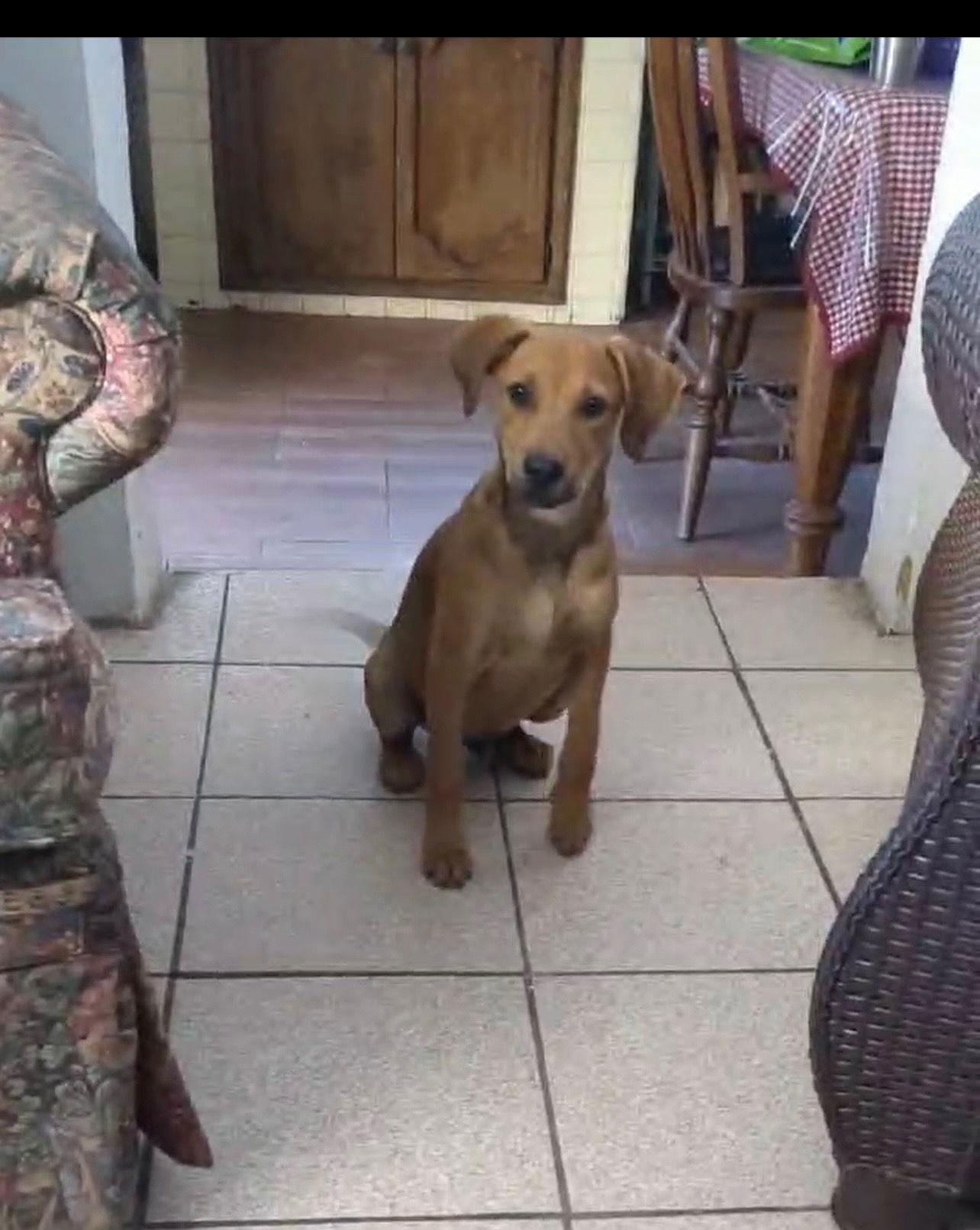 Enlarge Billy, a Adopted Labrador Retriever in San Diego, CA image 2/3