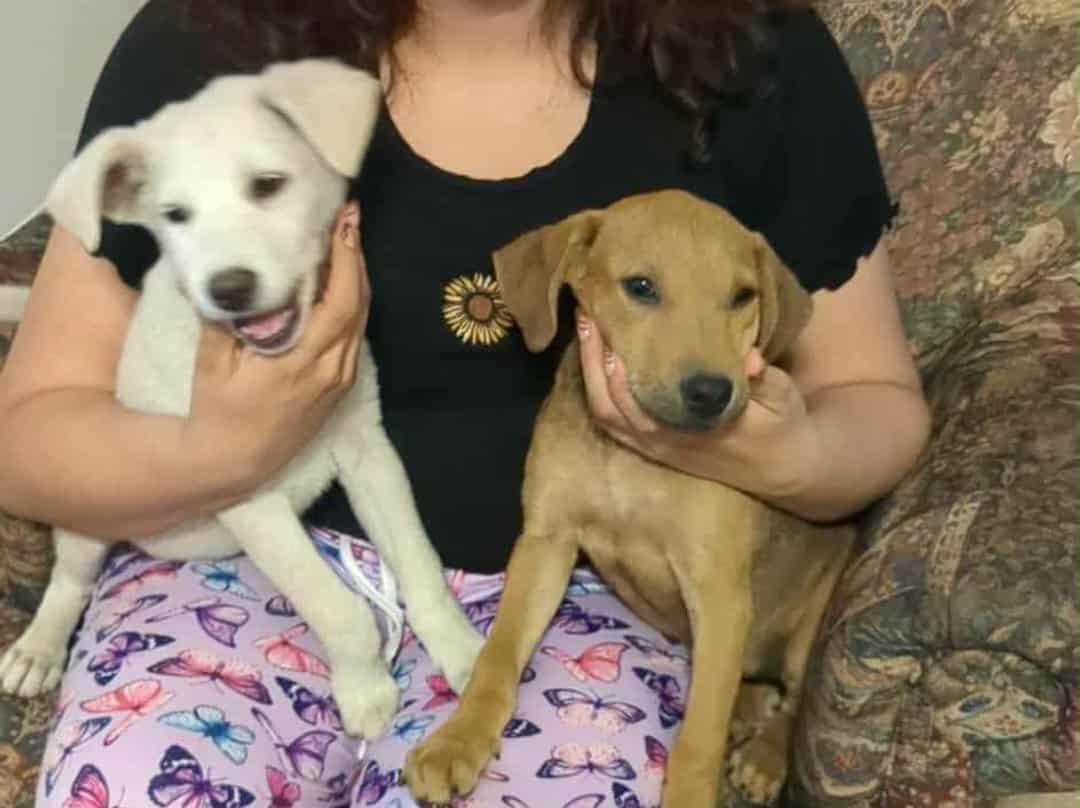 Enlarge Billy, a Adopted Labrador Retriever in San Diego, CA image 3/3