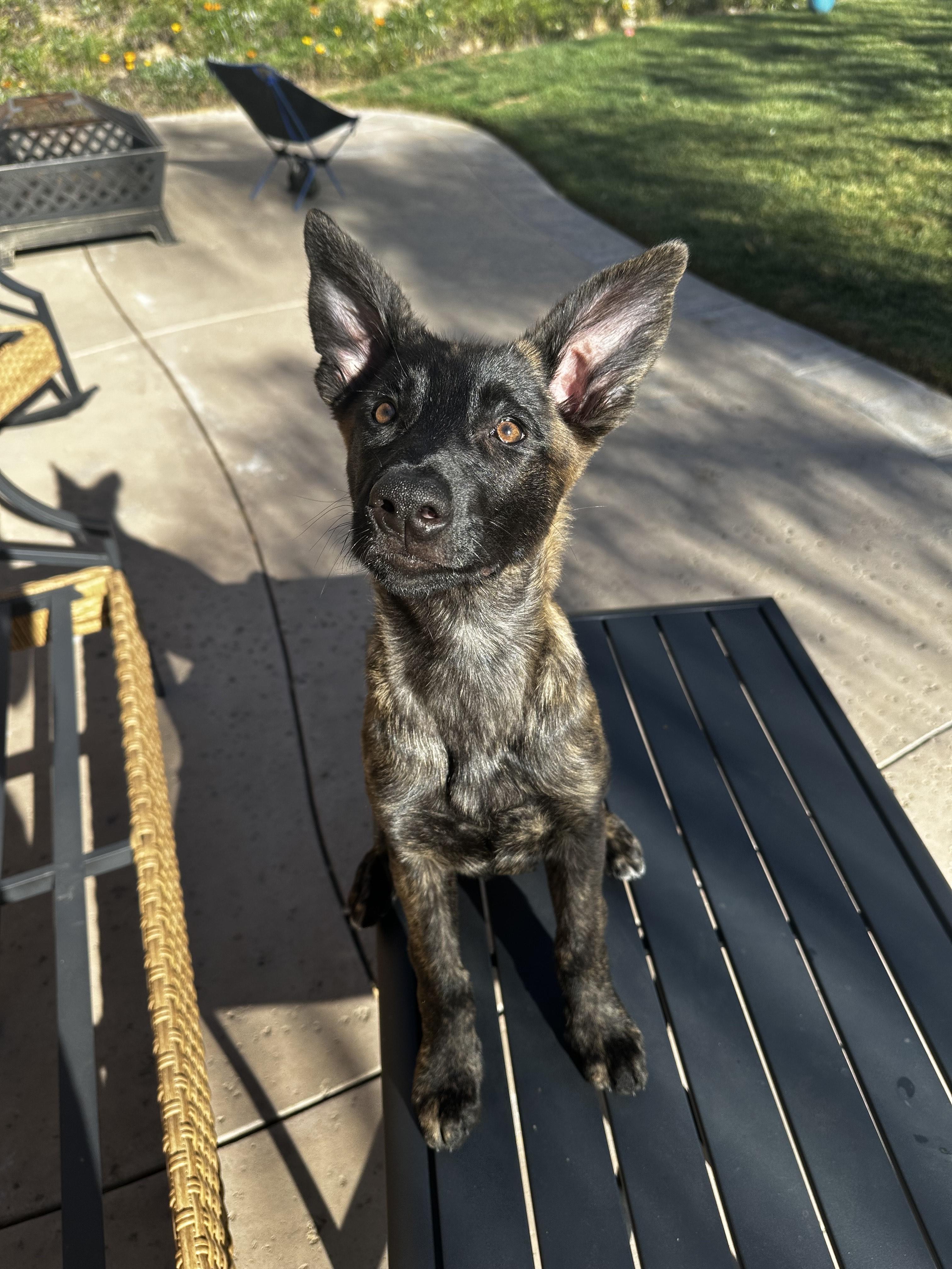 Poppy, Adoptable, Young Female Dutch Shepherd.