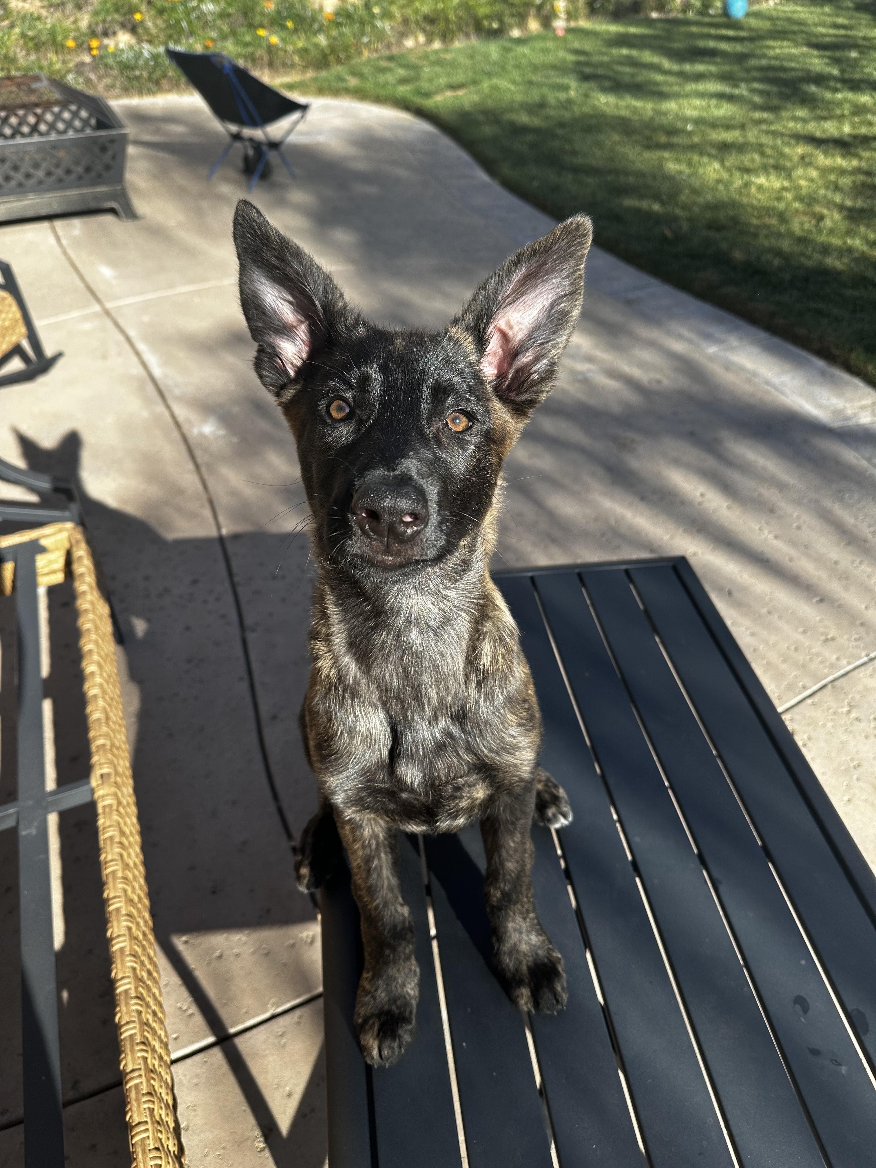 Poppy, a Adoptable Dutch Shepherd in Vancouver, WA image 2/6