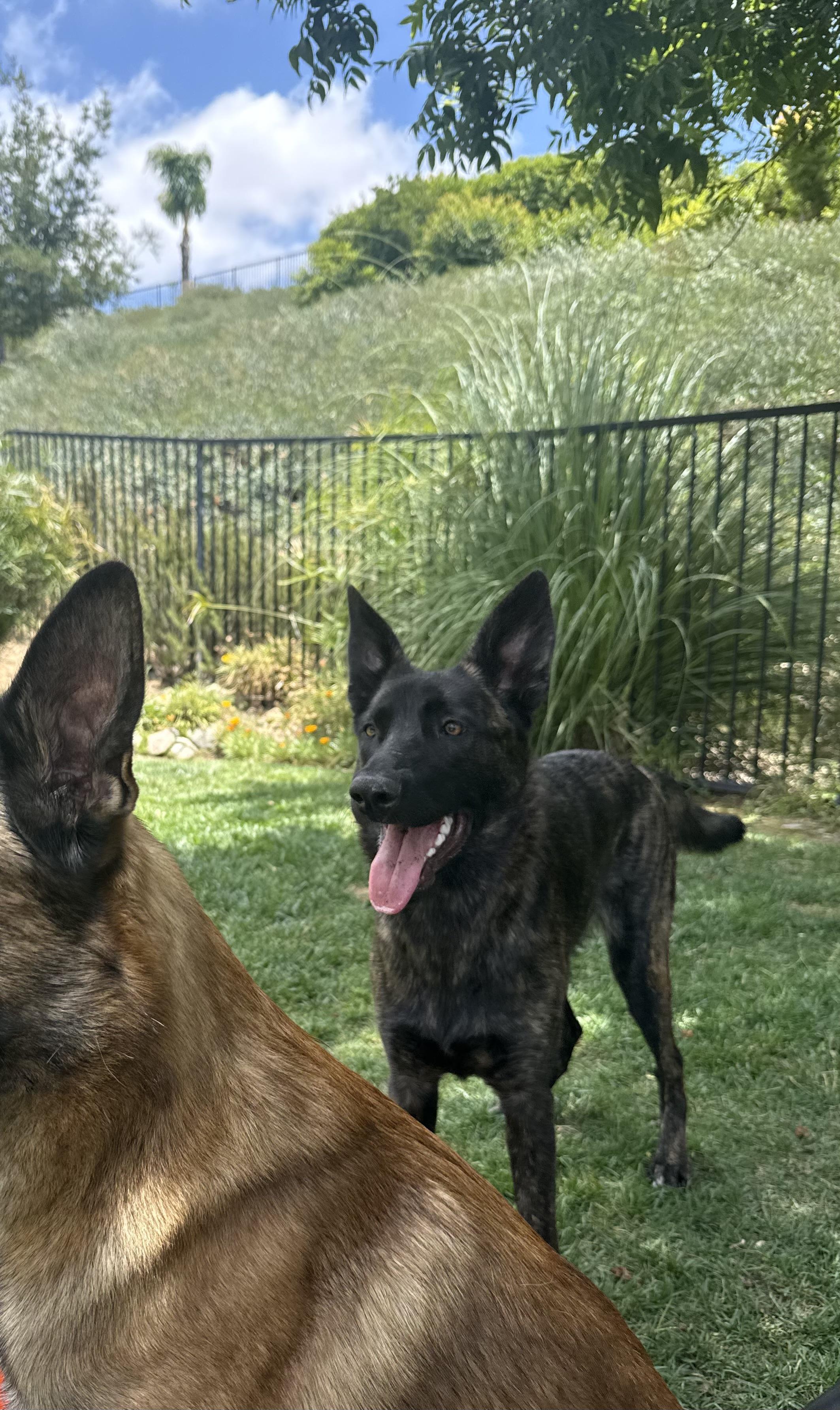 Poppy, a Adoptable Dutch Shepherd in Vancouver, WA image 3/6