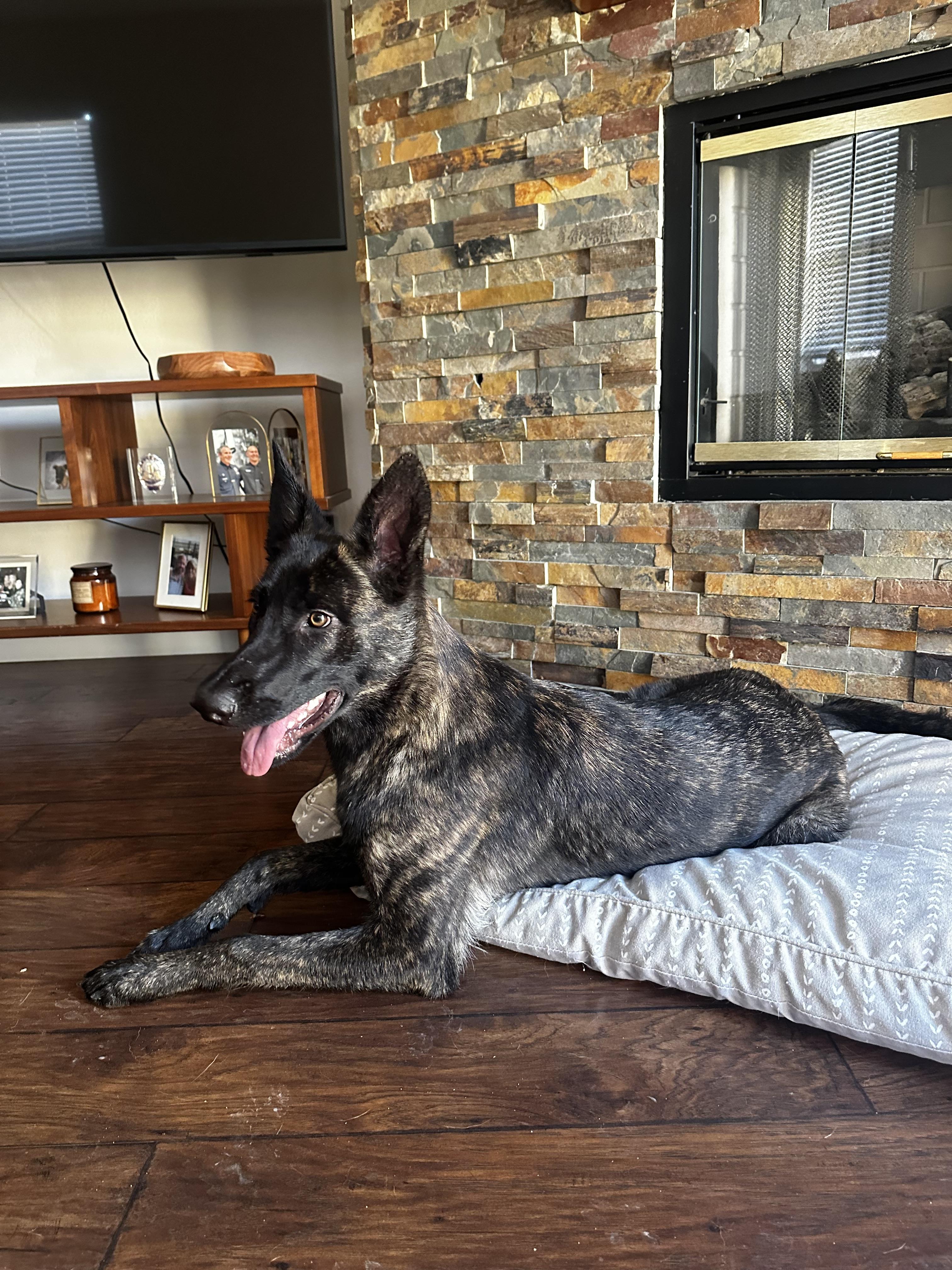 Poppy, a Adoptable Dutch Shepherd in Vancouver, WA image 4/6