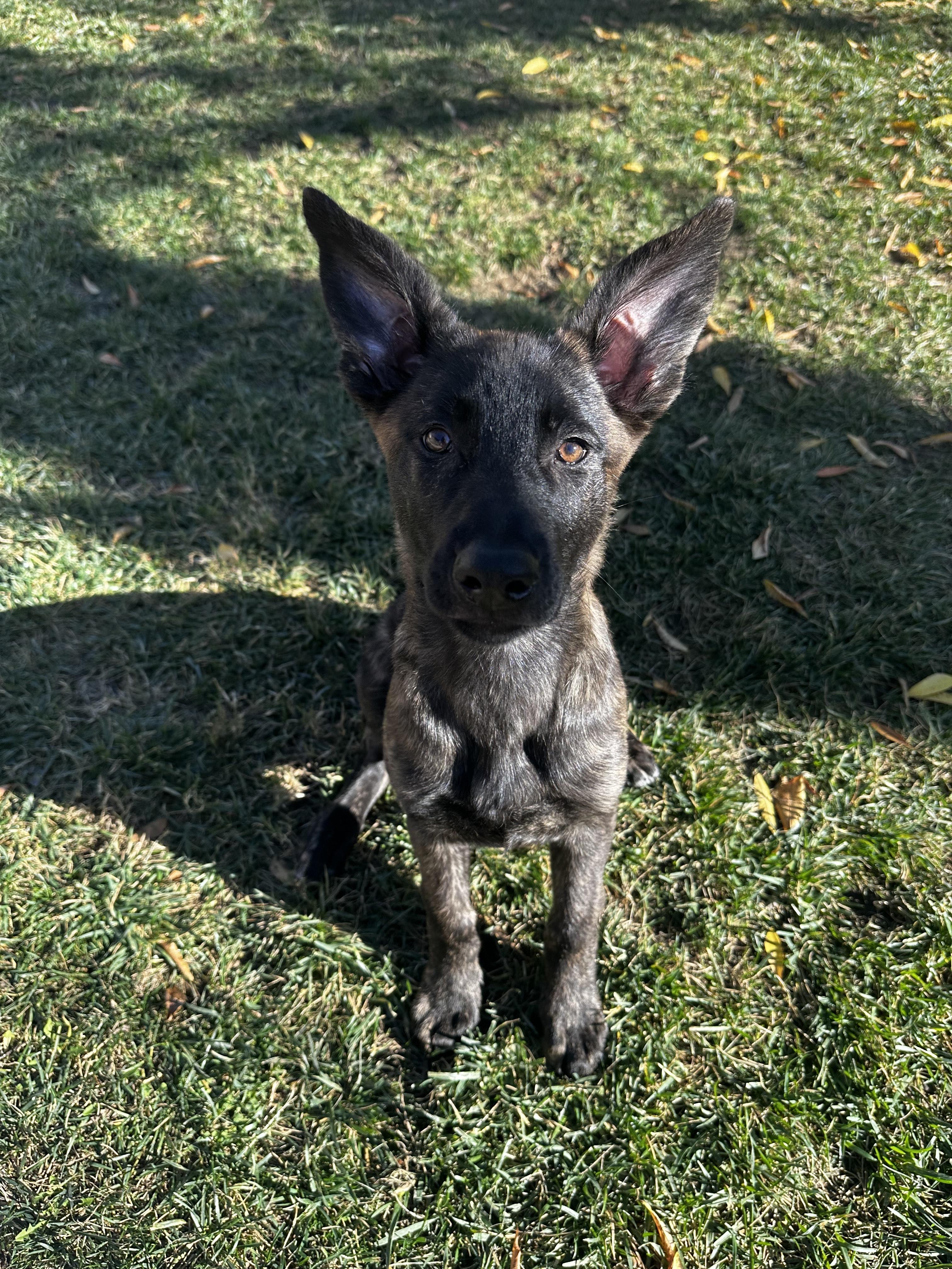Poppy, a Adoptable Dutch Shepherd in Vancouver, WA image 5/6