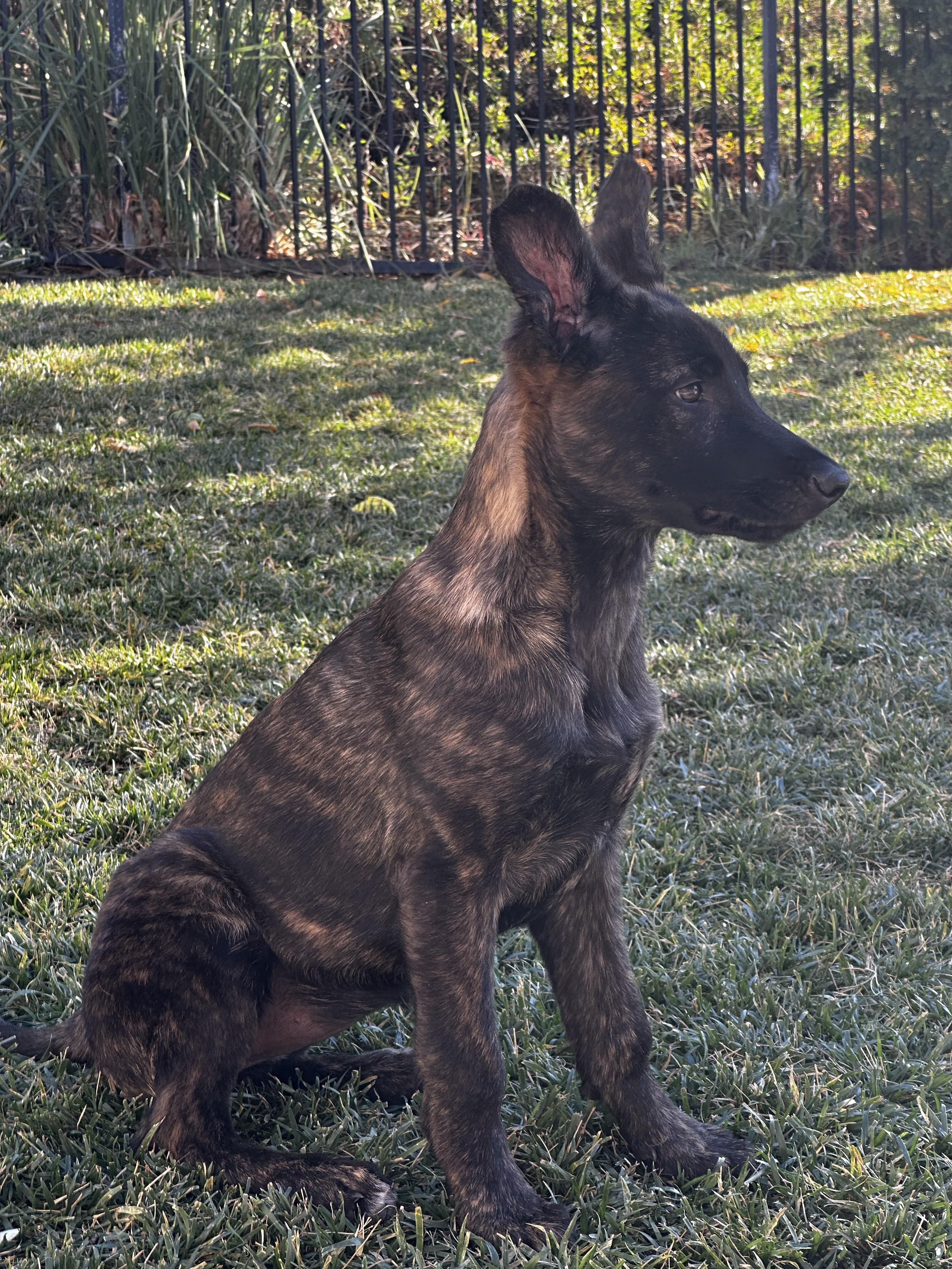 Poppy, a Adoptable Dutch Shepherd in Vancouver, WA image 6/6
