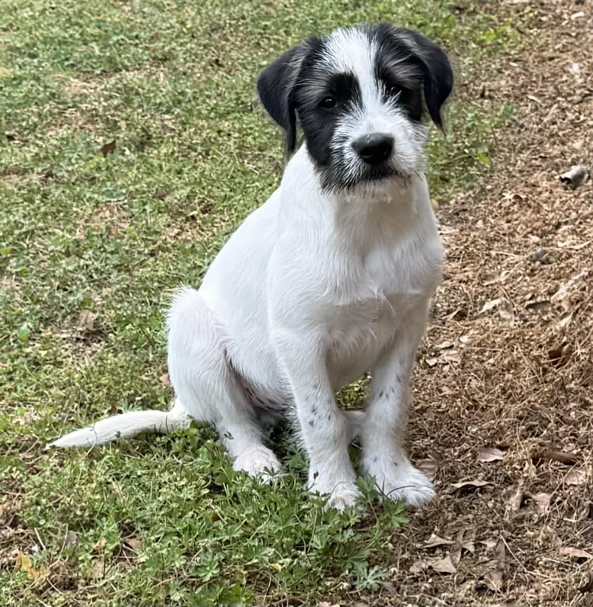 Nash, adopted, Puppy Male Jack Russell Terrier & Airedale Terrier.