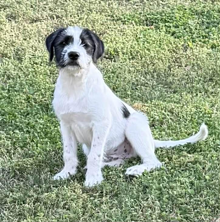 Enlarge Nash, an adopted mixed breed in Smyrna, GA image 2/5