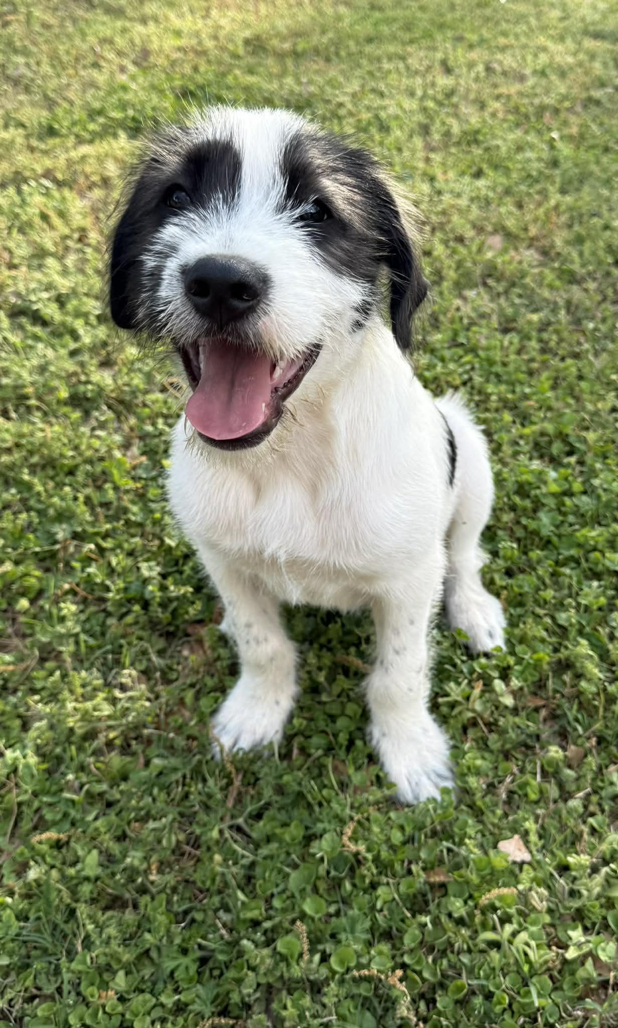 Enlarge Nash, an adopted mixed breed in Smyrna, GA image 4/5