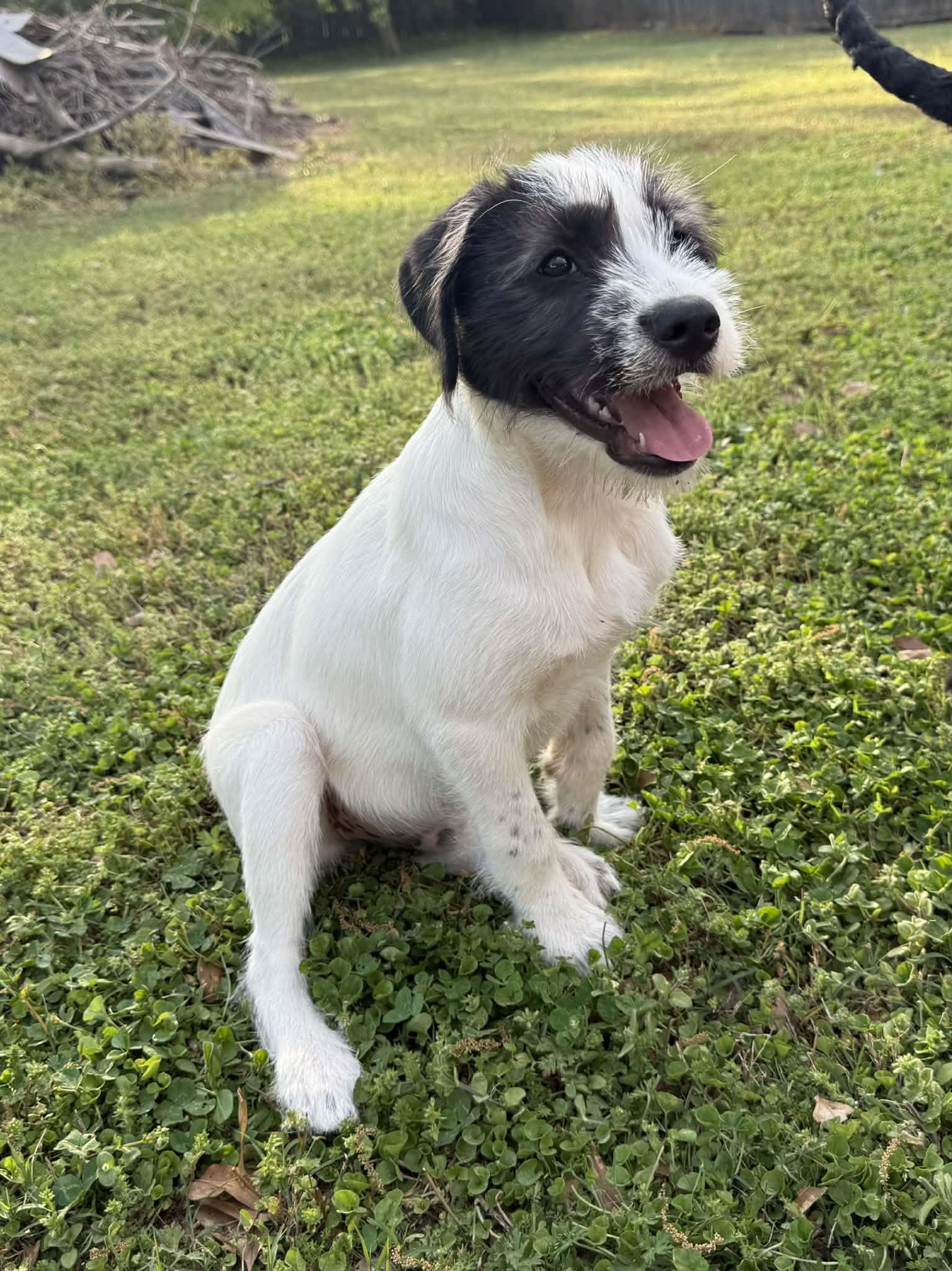 Enlarge Nash, an adopted mixed breed in Smyrna, GA image 3/5