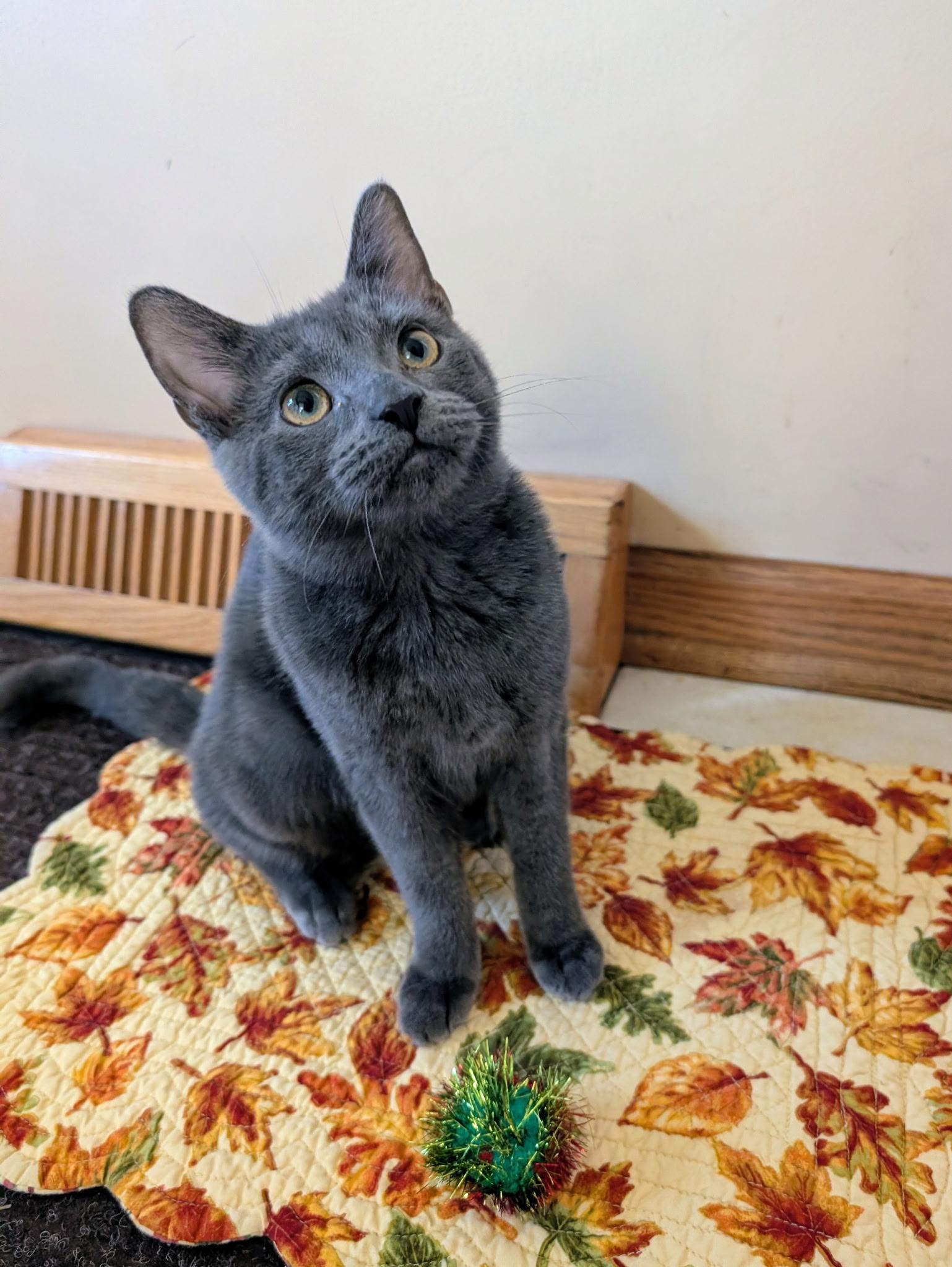 Enlarge PEPPER, a Adoptable Domestic Short Hair in Chicago Ridge, IL image 1/2