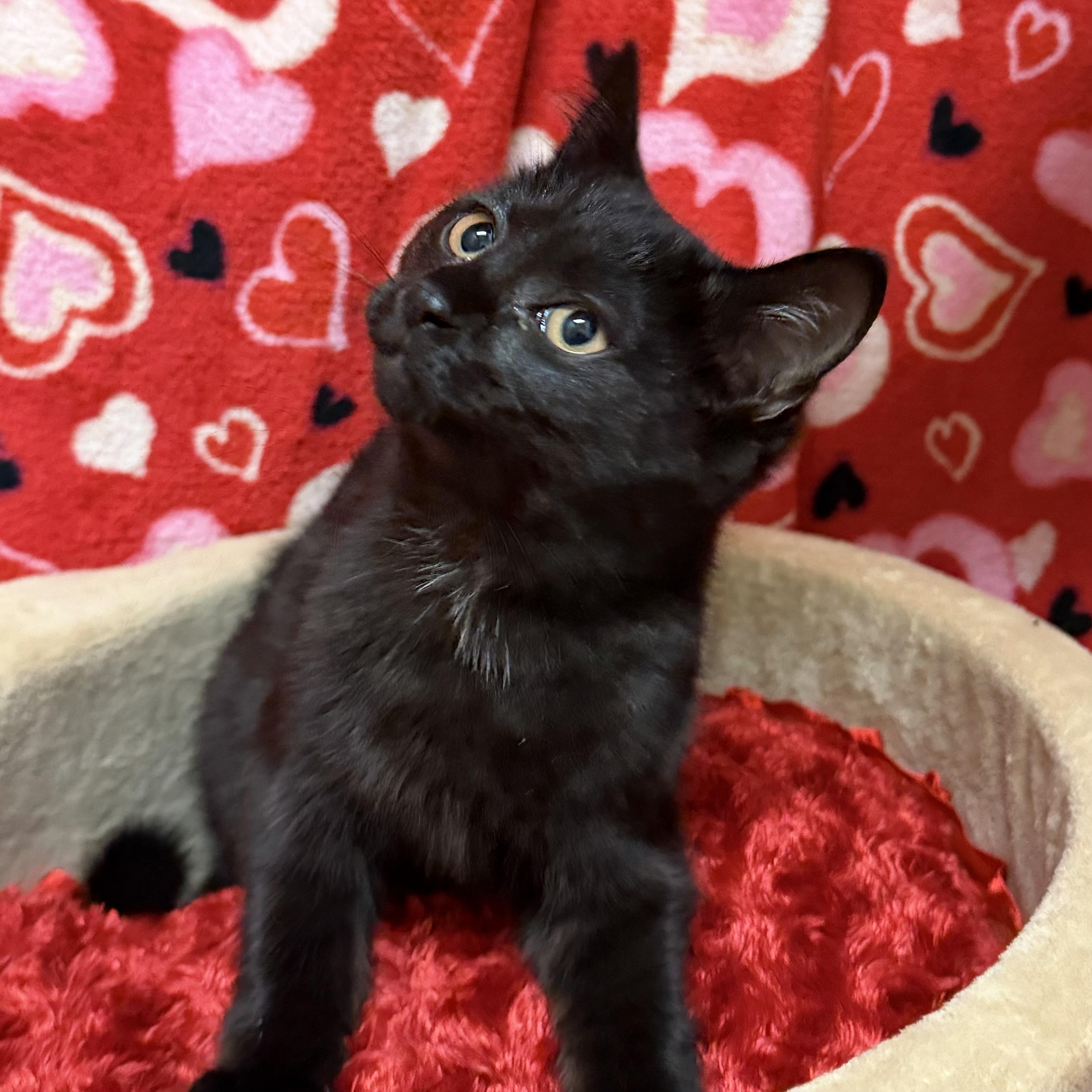 Enlarge Honey, an adoptable mixed breed in Libertyville, IL image 2/3