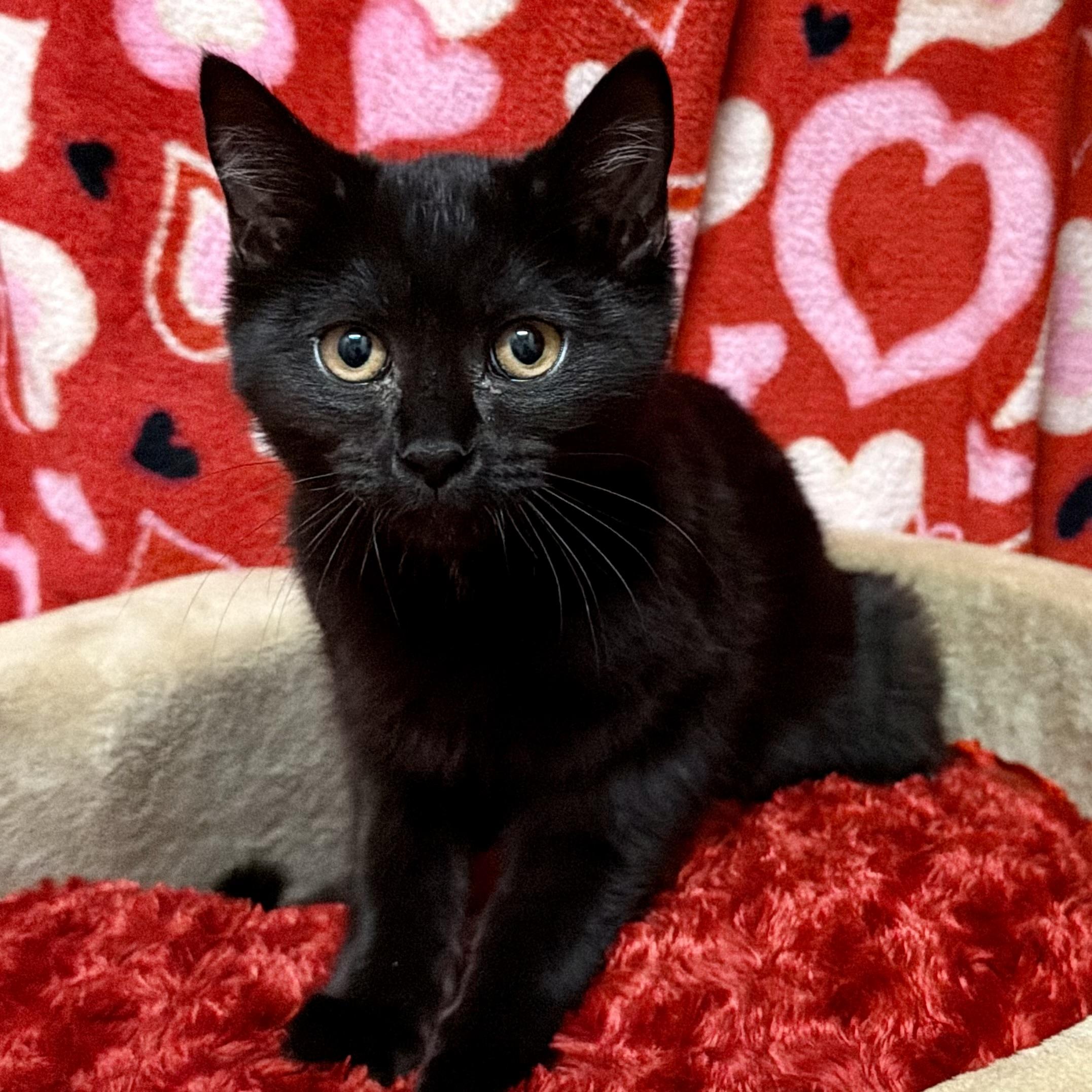 Enlarge Honey, an adoptable mixed breed in Libertyville, IL image 1/3