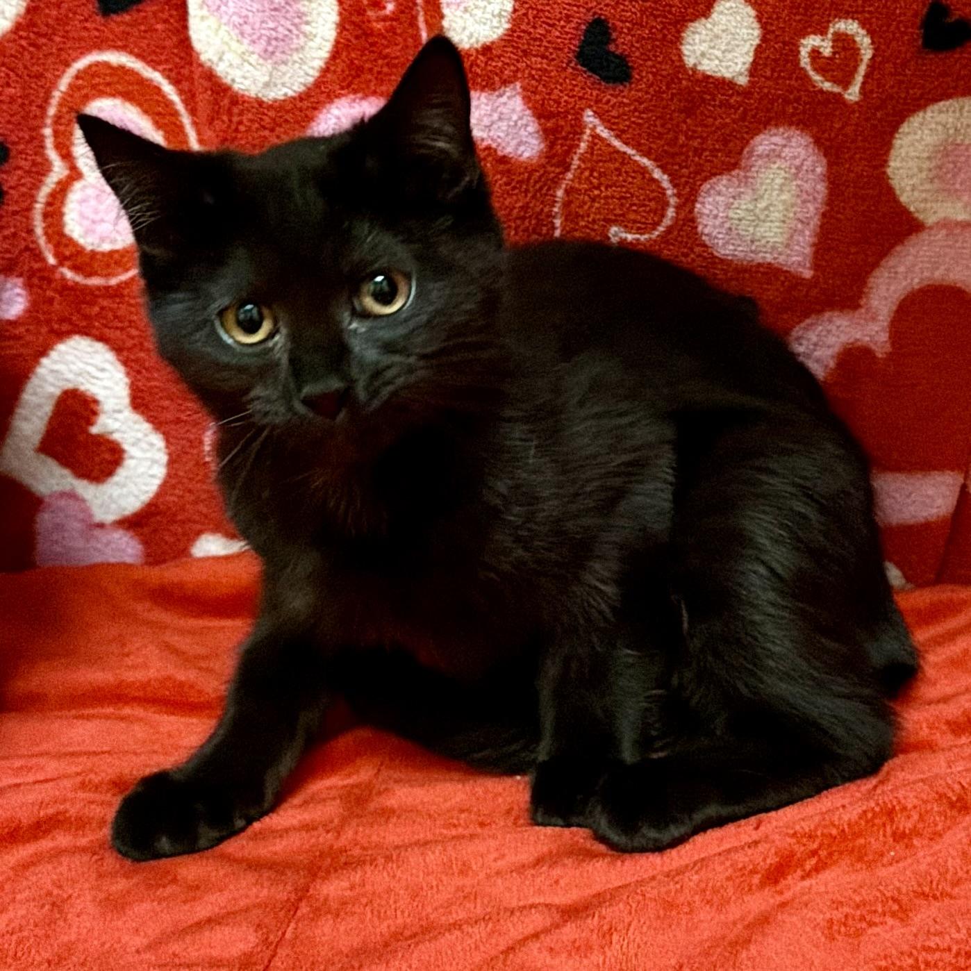 Enlarge Honey, an adoptable mixed breed in Libertyville, IL image 3/3