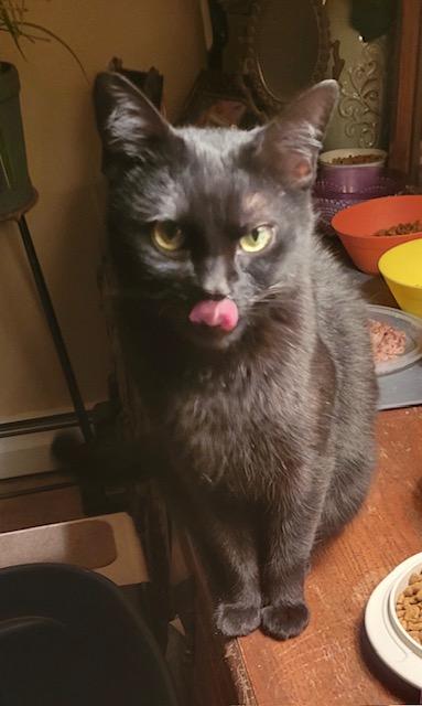 Enlarge Peggy Sue , an adopted Domestic Short Hair in Fairfax, VA image 3/4