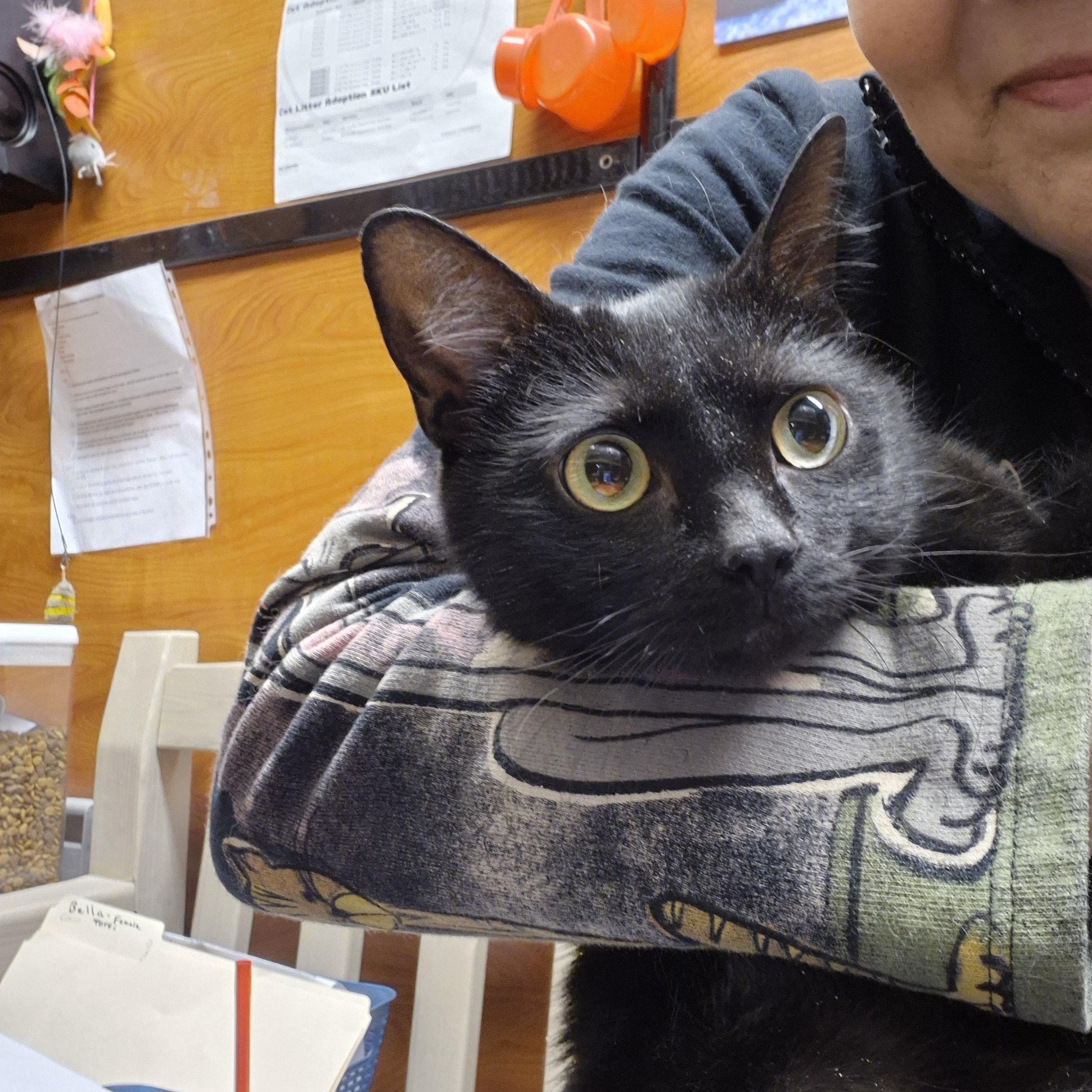 Enlarge Peggy Sue , an adopted Domestic Short Hair in Fairfax, VA image 4/4