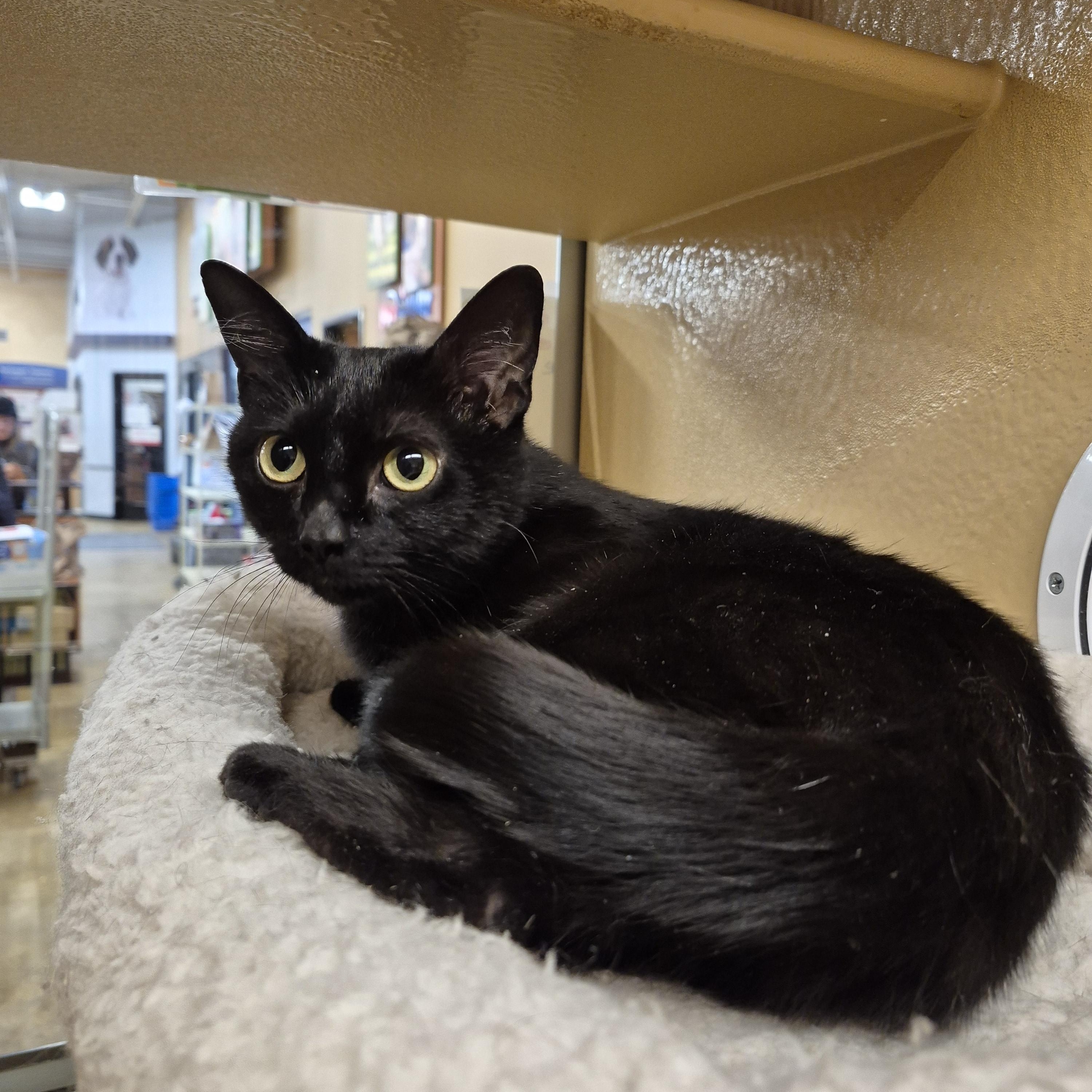 Enlarge Peggy Sue , an adopted Domestic Short Hair in Fairfax, VA image 1/4