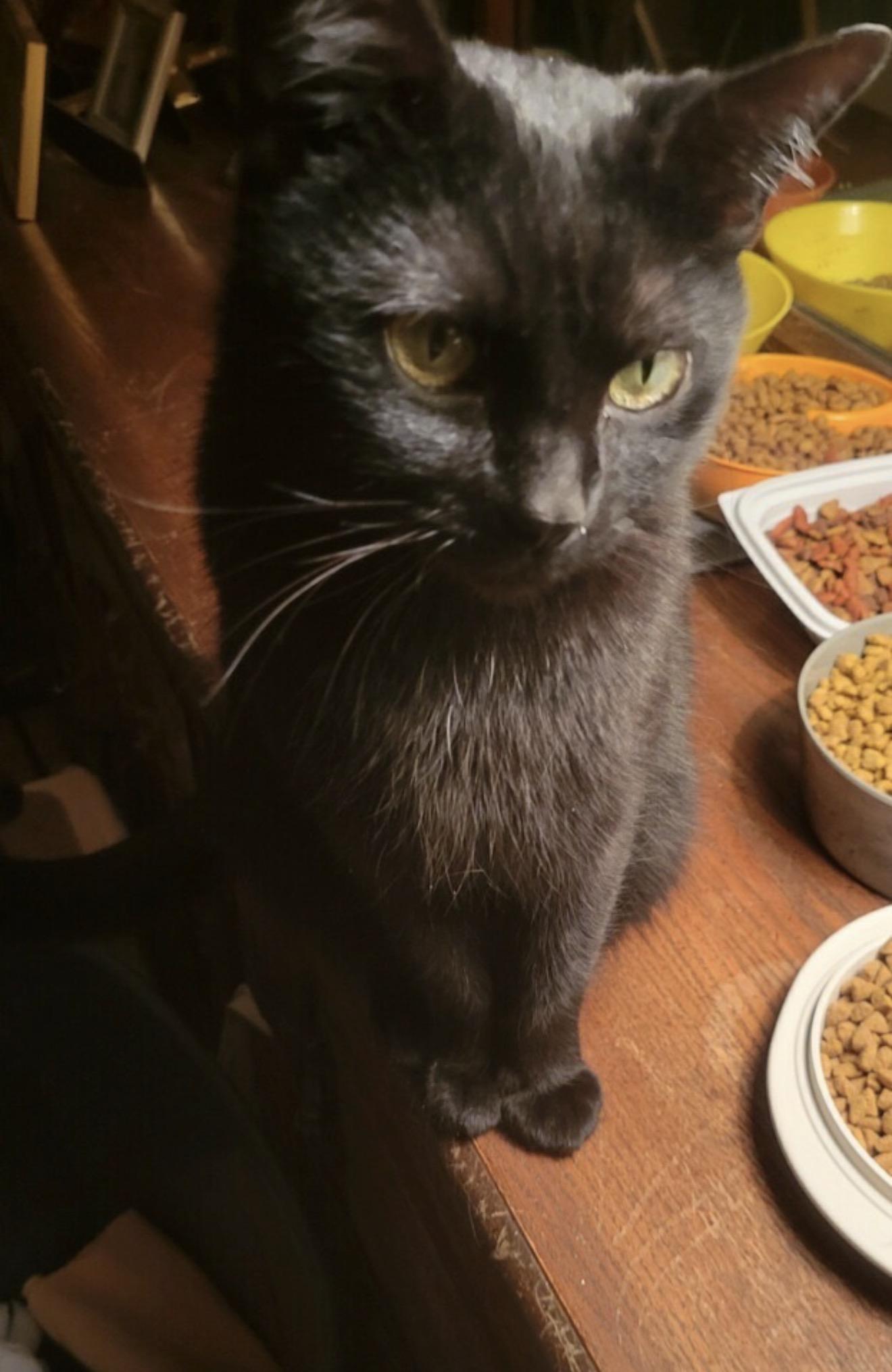 Enlarge Peggy Sue , an adopted Domestic Short Hair in Fairfax, VA image 2/4