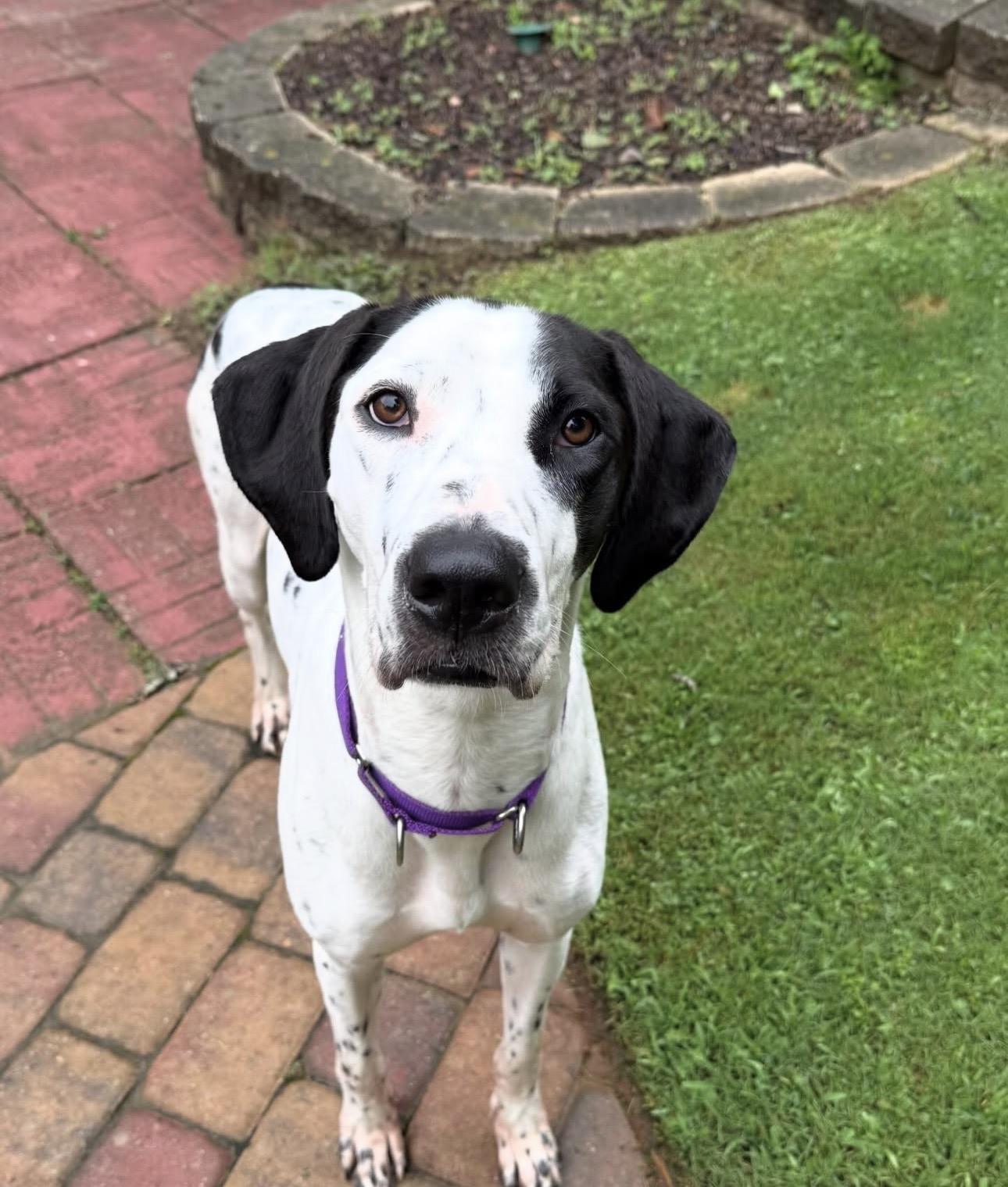 Enlarge Luna, a Adoptable mixed breed in West Hartford , CT image 2/4