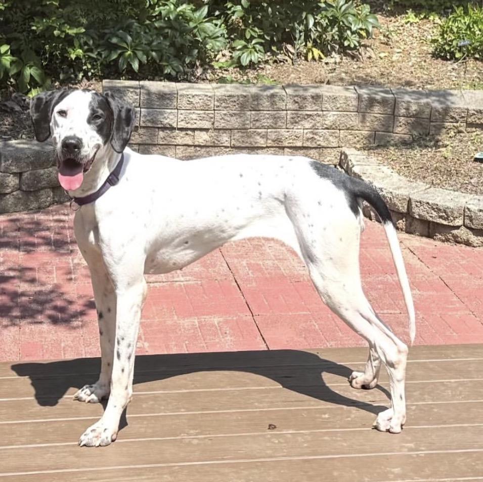 Enlarge Luna, a Adoptable mixed breed in West Hartford , CT image 3/4