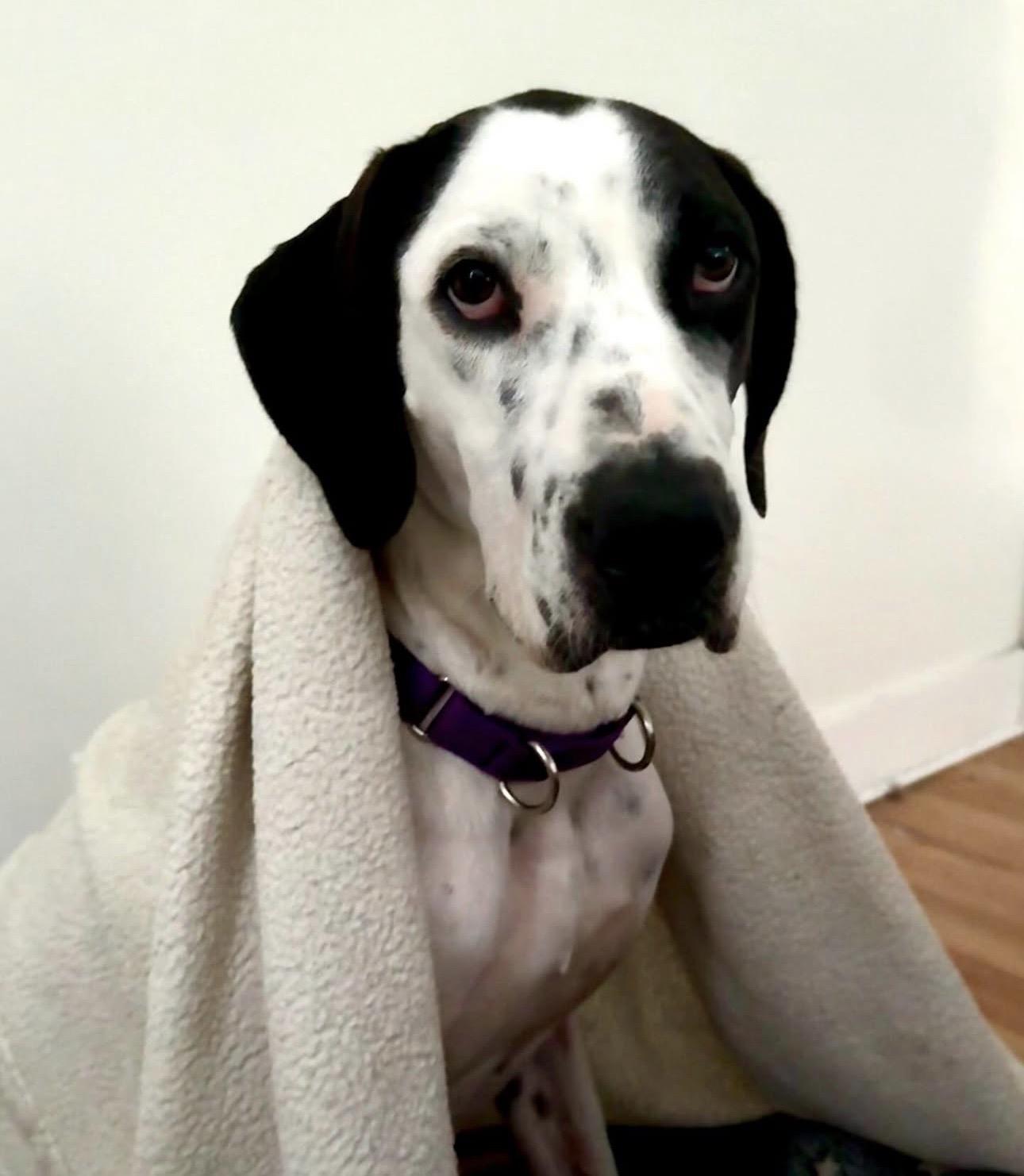 Enlarge Luna, a Adoptable mixed breed in West Hartford , CT image 4/4