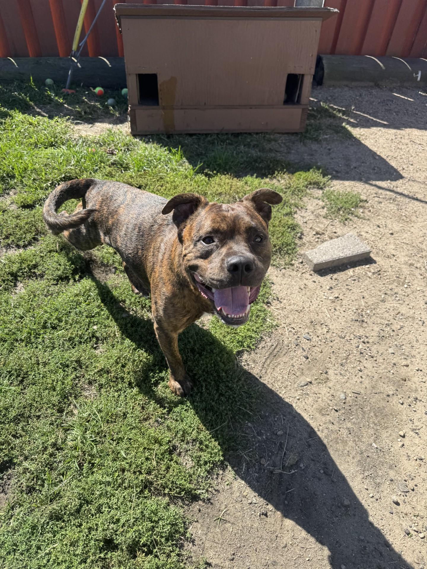 Jack, Adoptable, Young Male Mixed Breed.