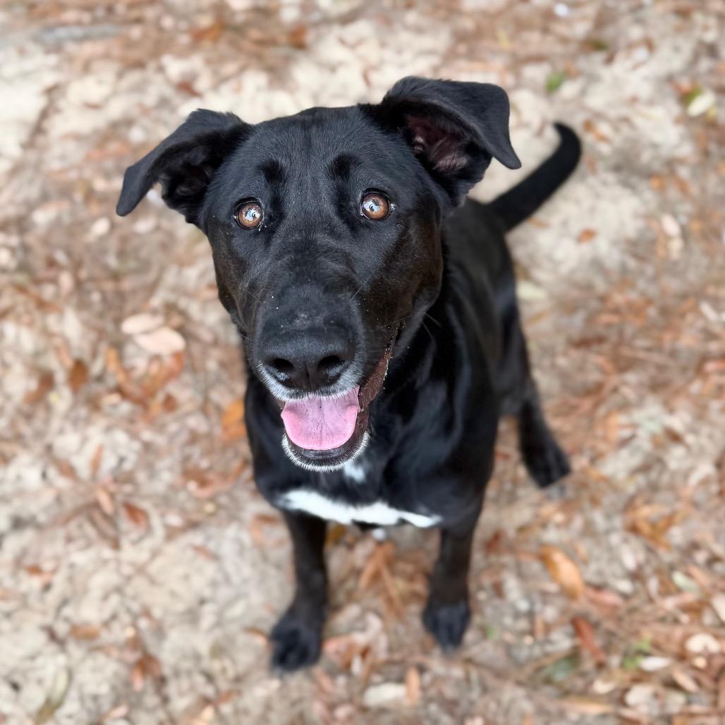 Enlarge Jenna, a Adoptable Mixed Breed in Milton, FL image 1/1