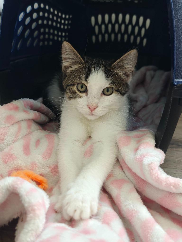 Daisy, Adoptable, Kitten Female Domestic Short Hair.