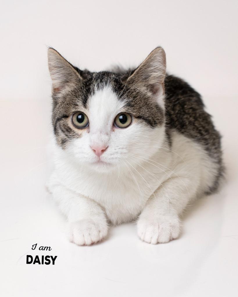 Enlarge Daisy, a Adoptable mixed breed in Boone, IA image 2/2